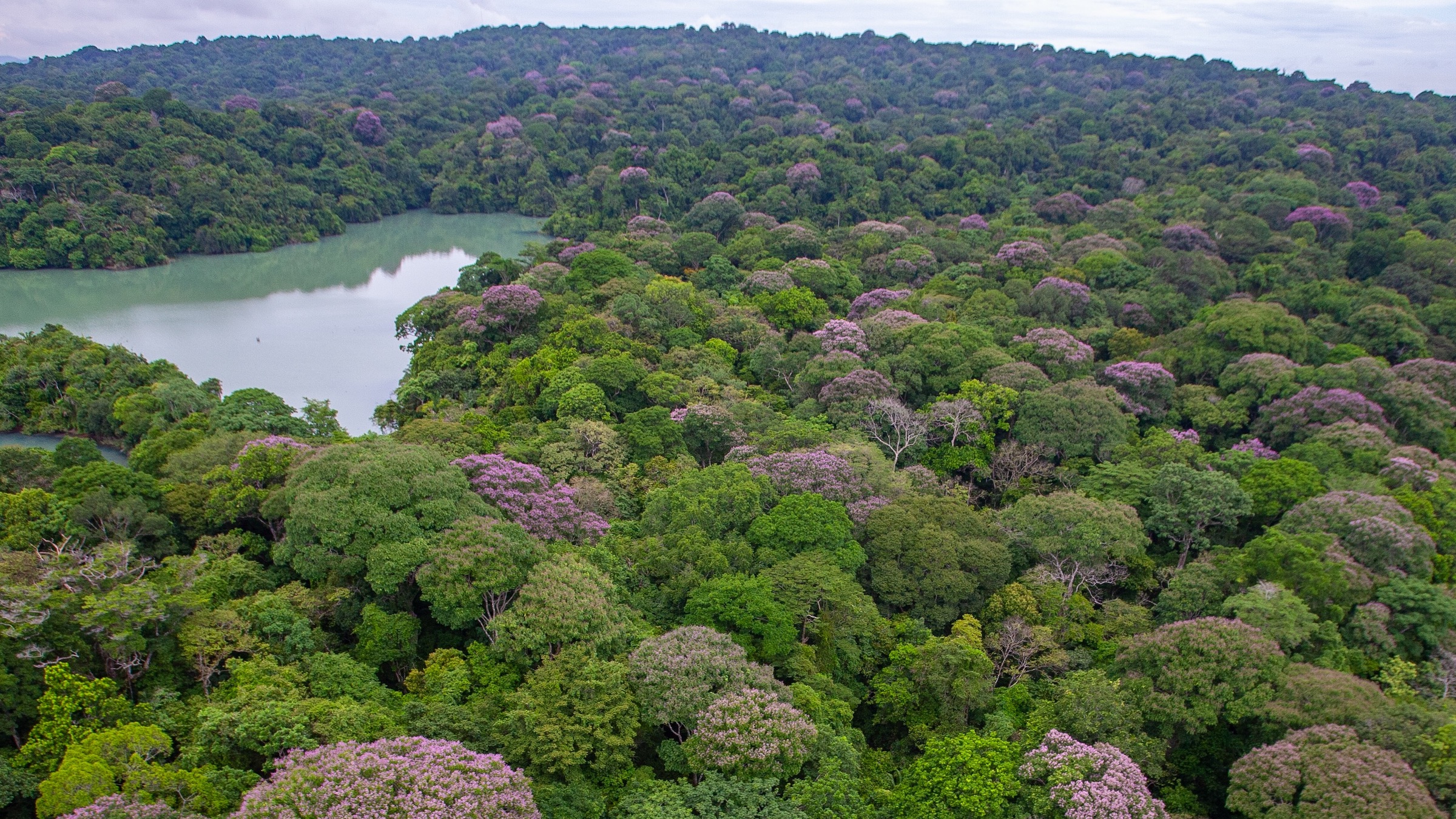 An aerial view of a forest shows trees of various species near a river