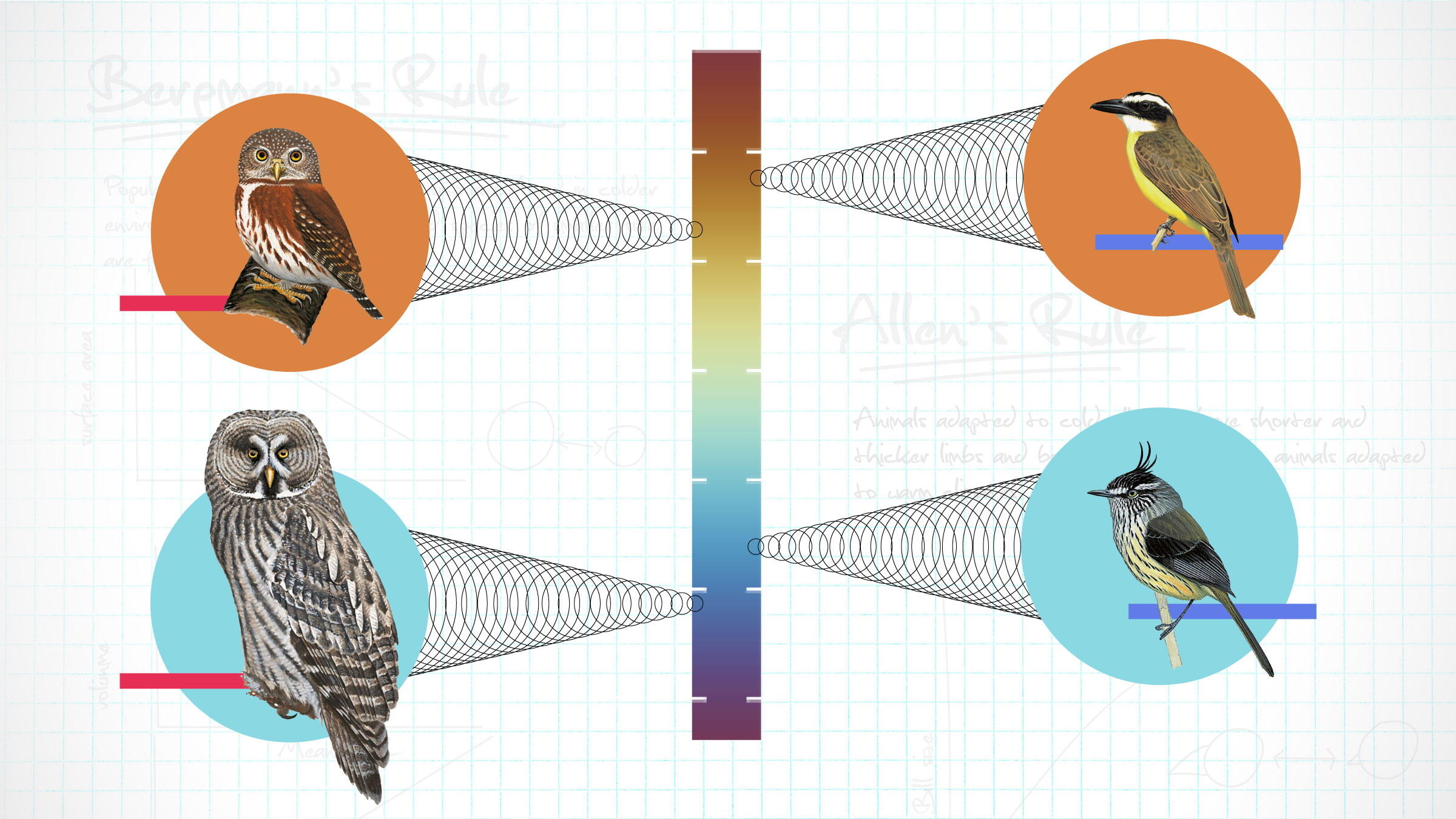 Image showing bird species and where they fall on the temperature gradient