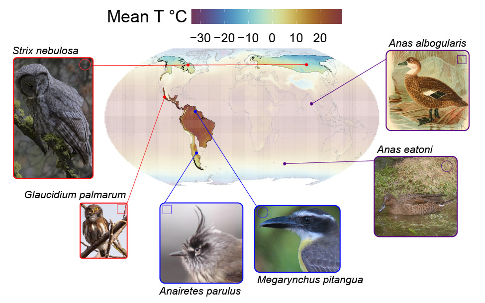 Image showing world map and temperature gradients with different bird species habitats