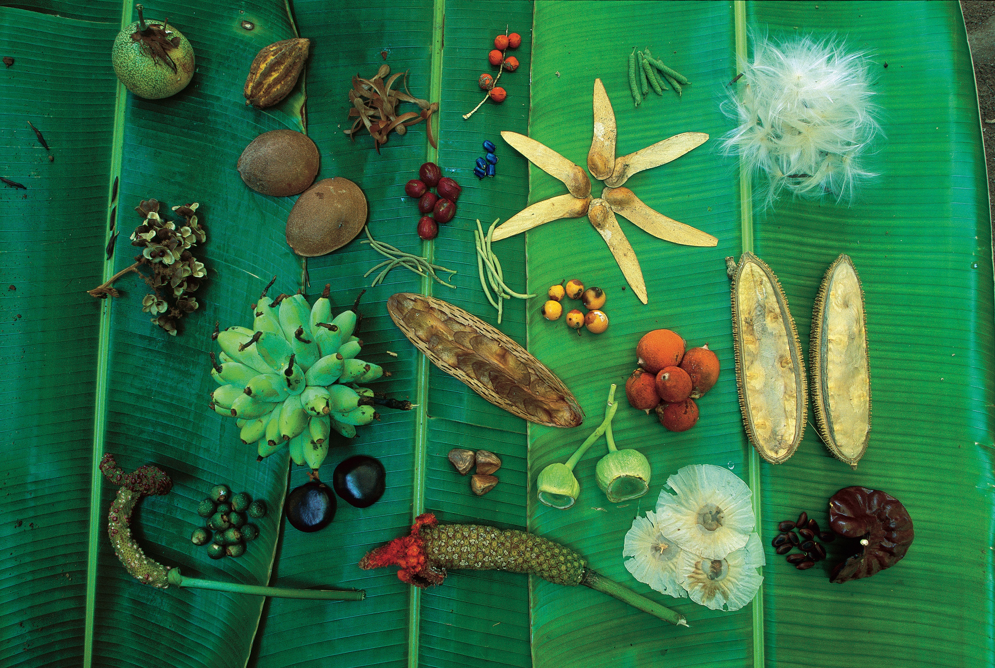 Seeds and fruits of various shapes, colors and sizes appear against a backdrop of large leaves