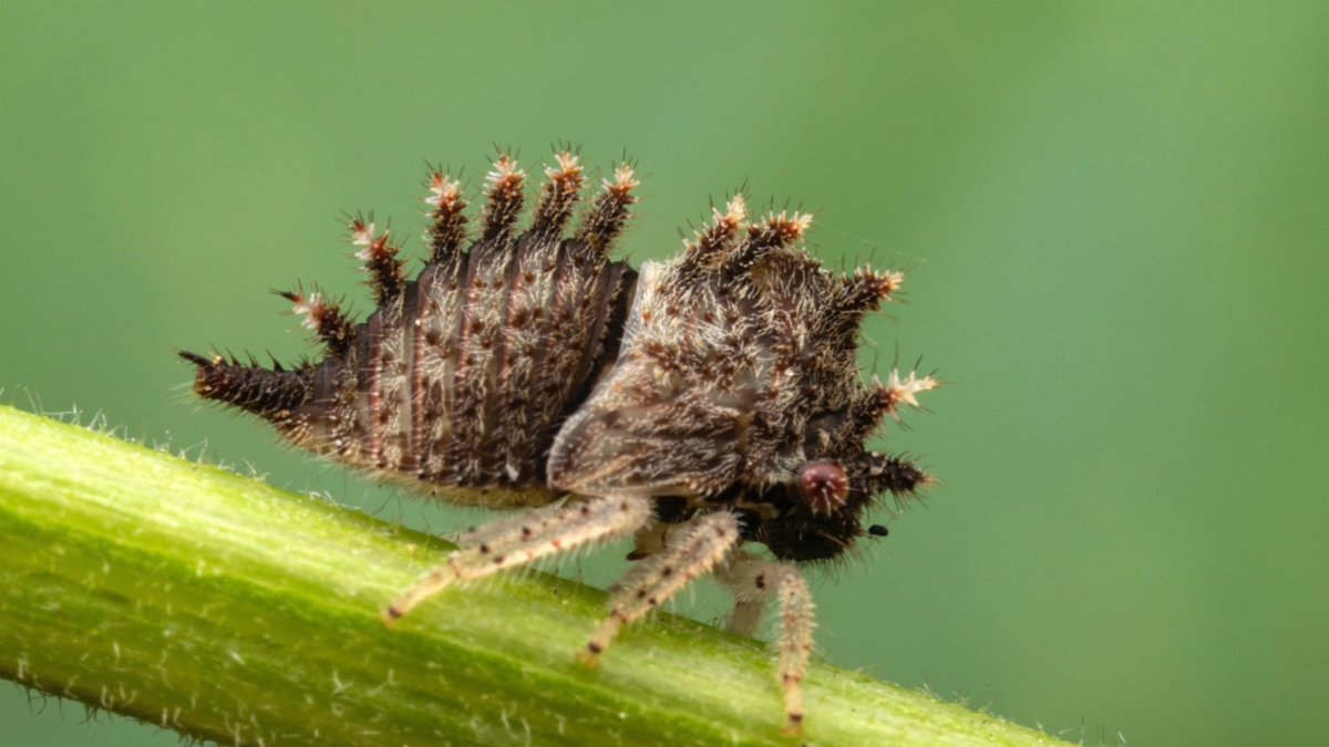 Elizabeth Rutt Insects UT Entomologists Collaborate on Insect-Inspired Album | College of ...