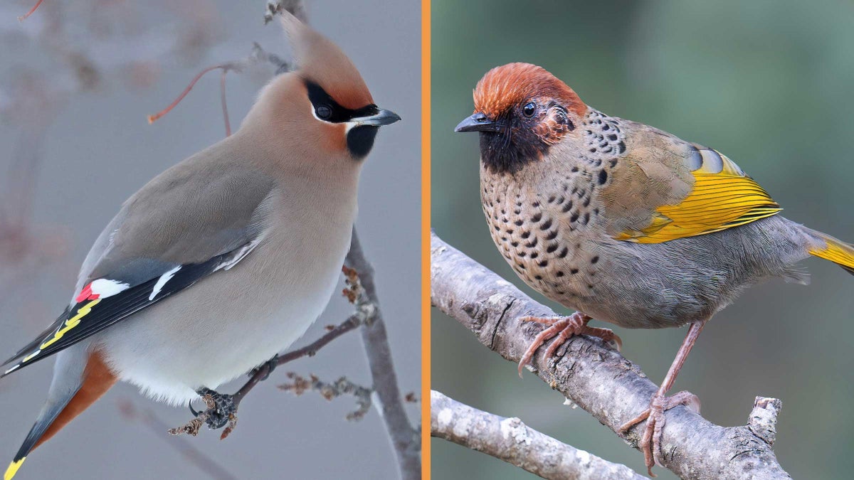 birds_16x9.jpg