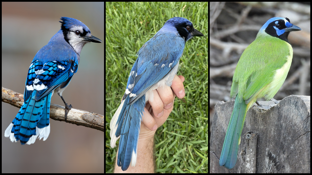 So What Should We Call This – a Grue Jay? | College of Natural