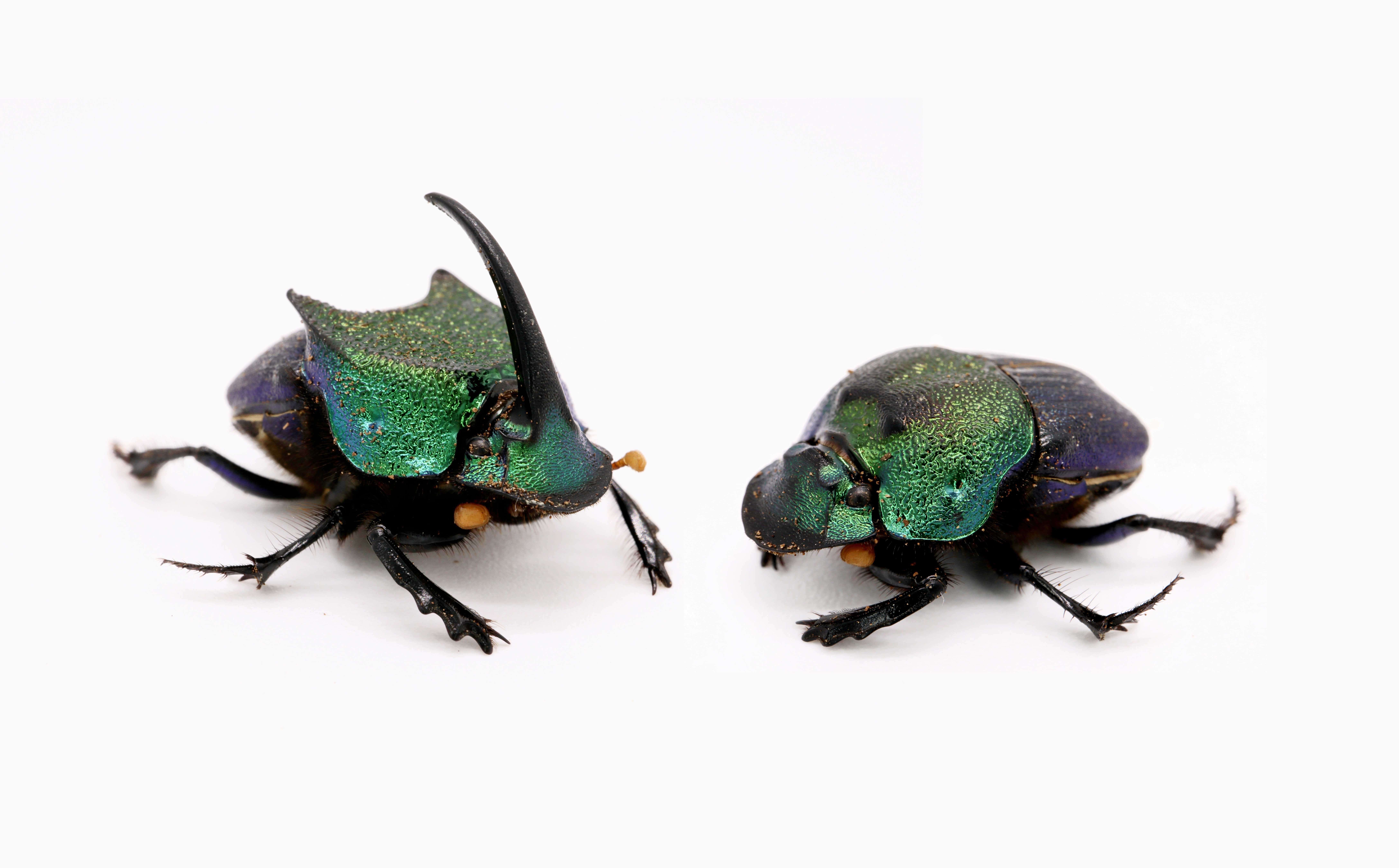 Two jewel-like beetles on a white background. The left beetle has a large horn arcing over its head from it snout.