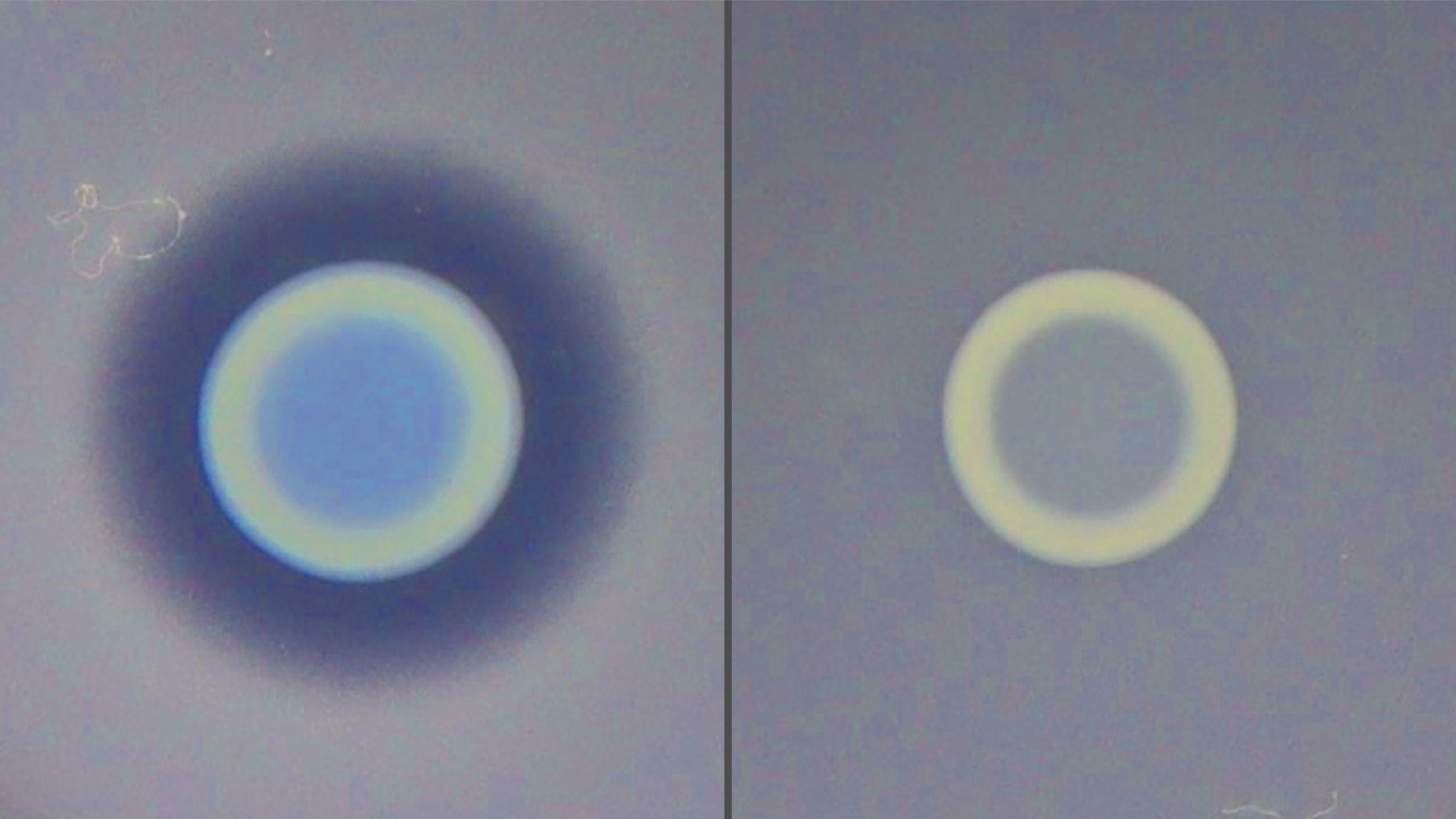 There are two images side-by-side. In the image on the left, a dark ring separates a blue disk in the middle from a field of grey surrounding the disk. The image on the right is similar, except there is no dark ring.