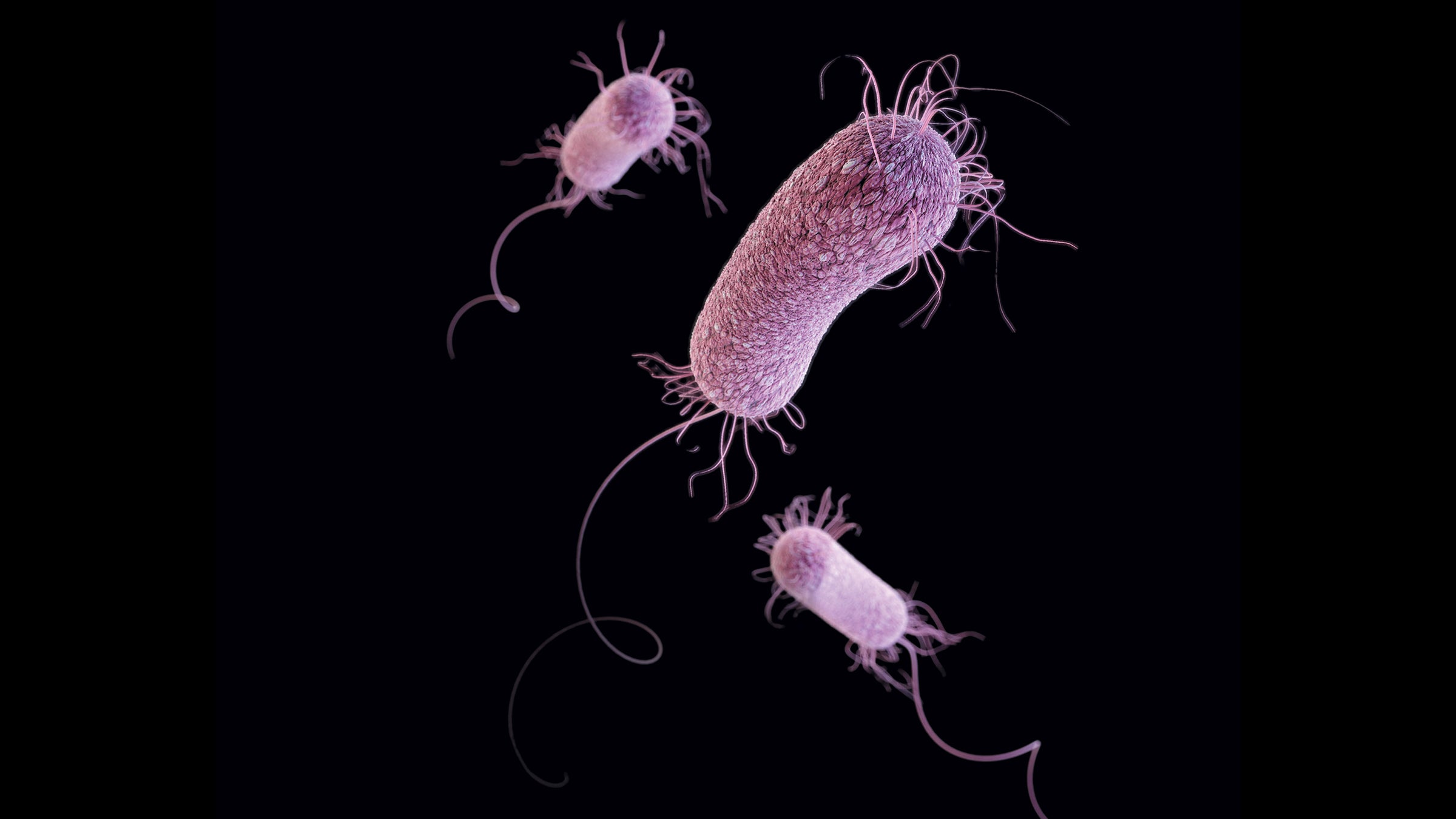 Microscope image of pink bacteria with hair-like and corkscrew-like structures