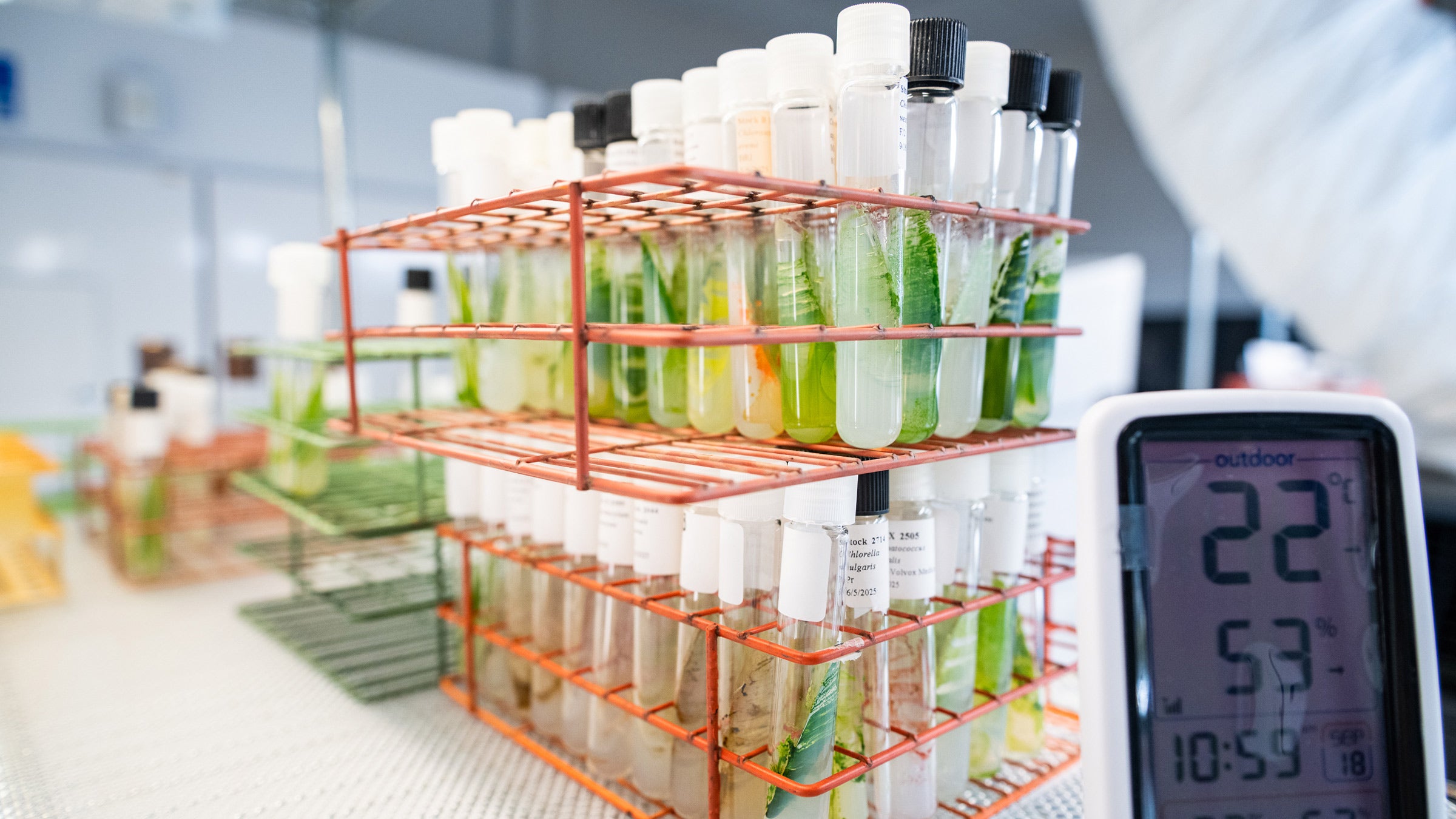 A rack of clear test tubes containinig clear liquid and green algae