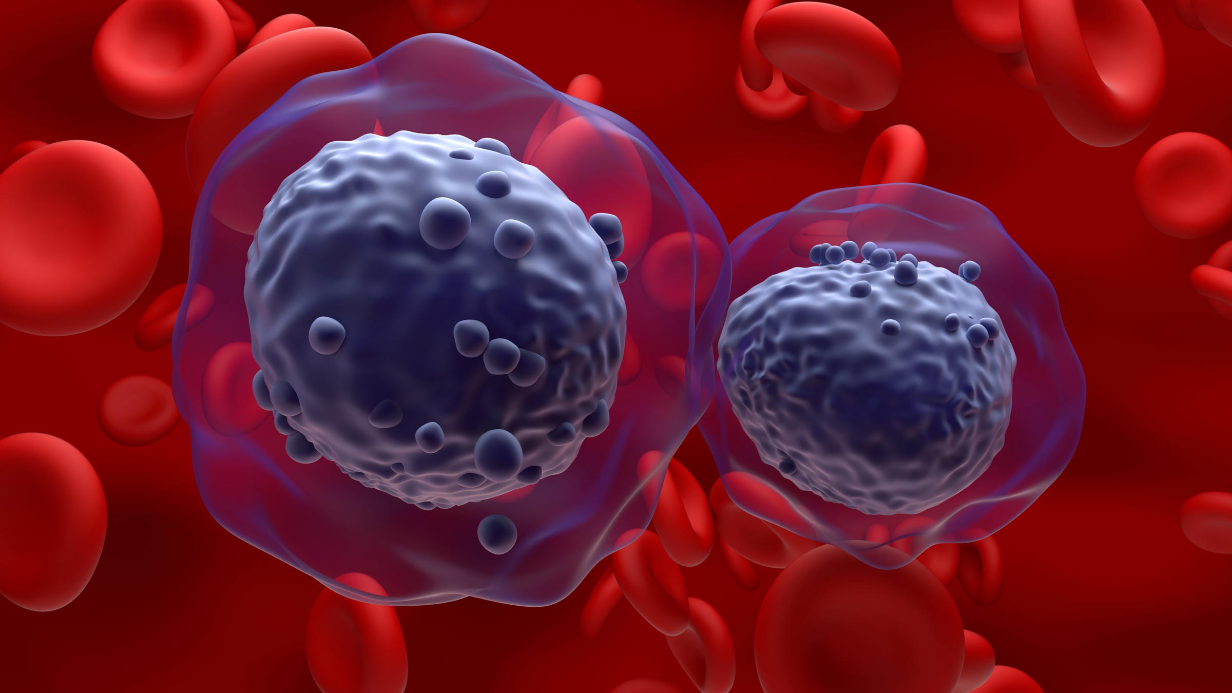 Two dark cancer cells surrounded by red blood cells