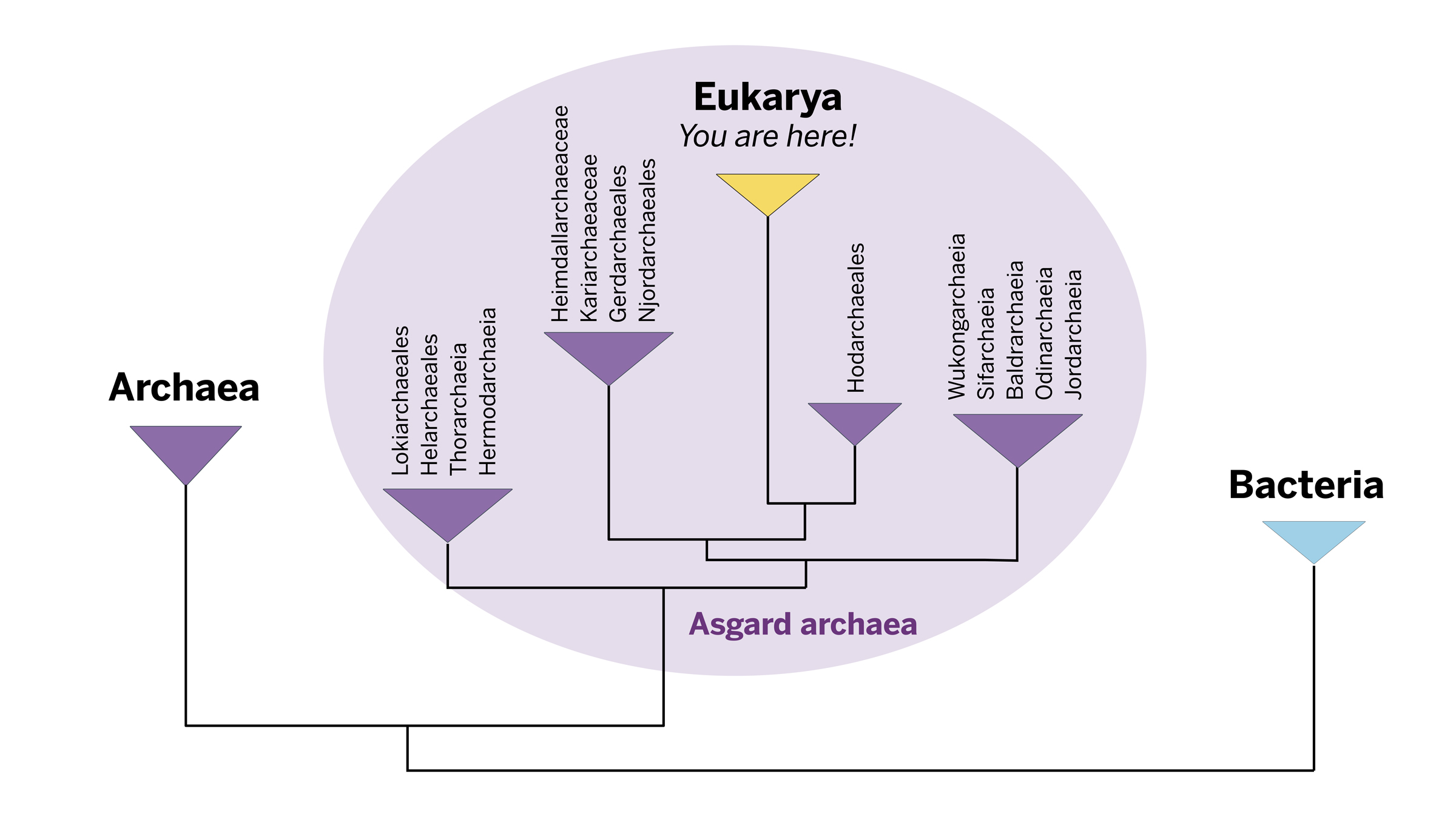 A new evolutionary tree shows where complex life, a.k.a. eukaryotes, fit in amongst the other main branches of life, the archaea and bacteria