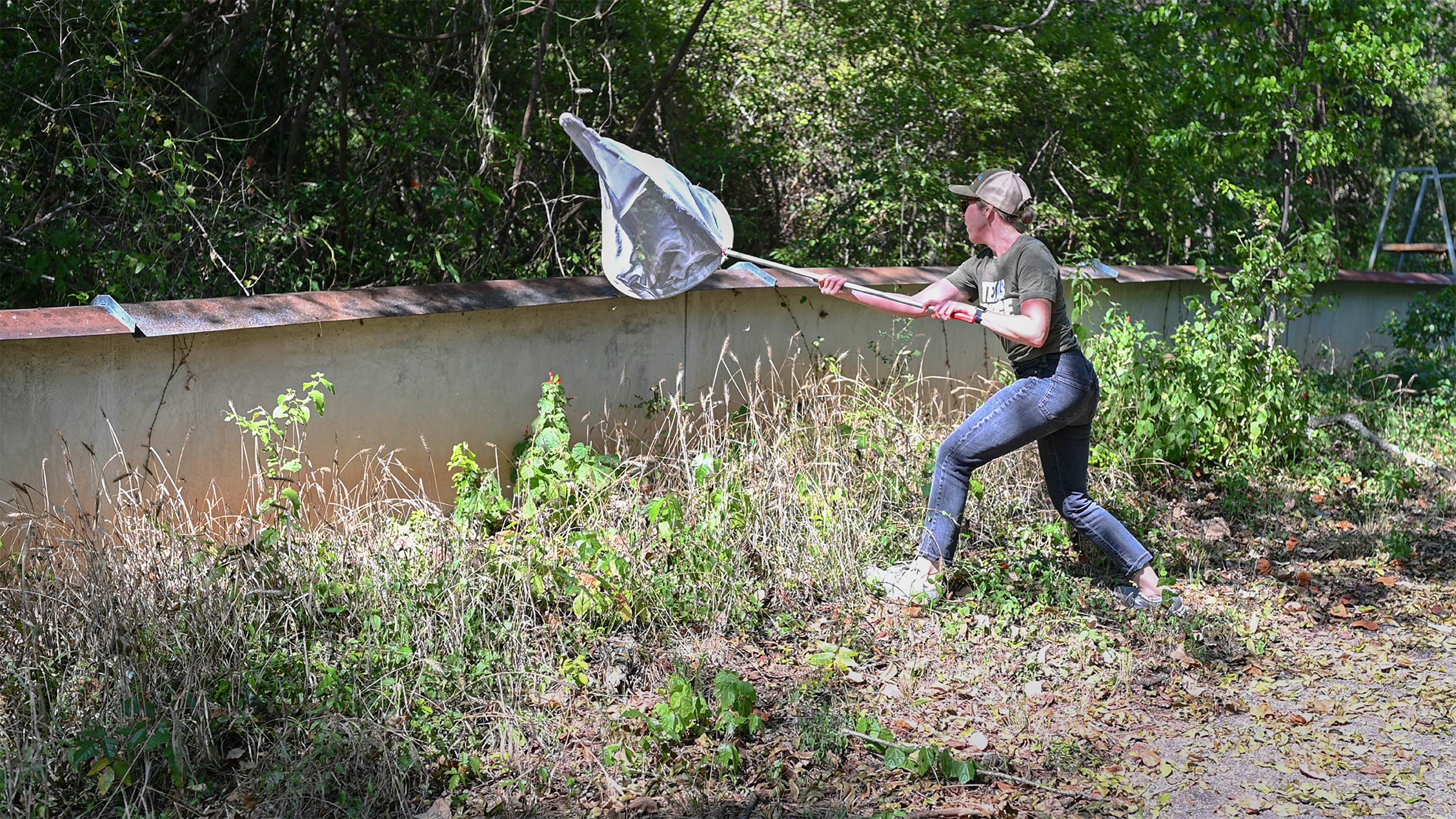 A researcher in a hat uses a large butterfly net to capture something near a wall in a wooded area