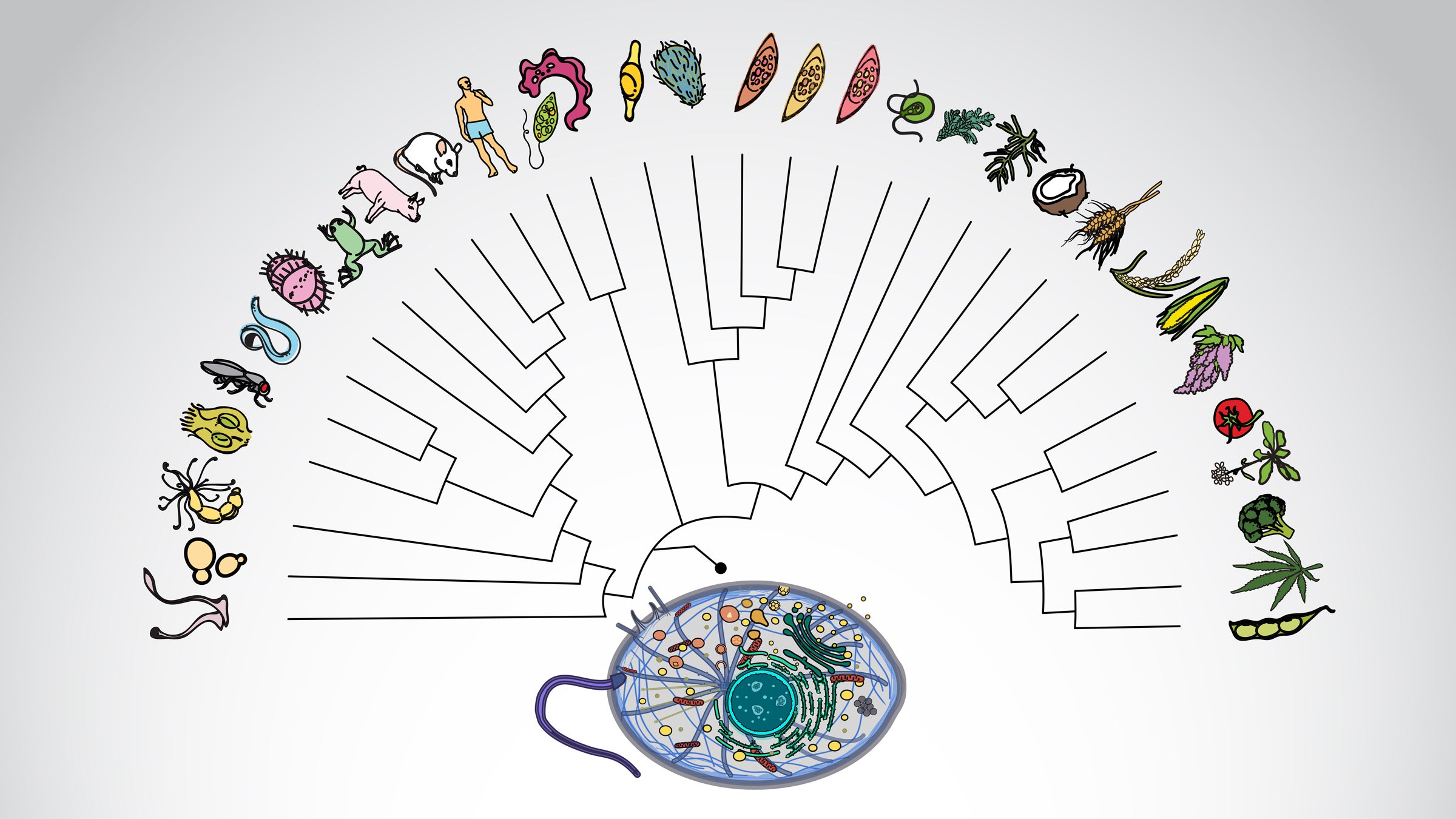 A tree of life showing dozens of cartoon species of plants, animals and microbes all pointing back to a single common ancestor microbe.