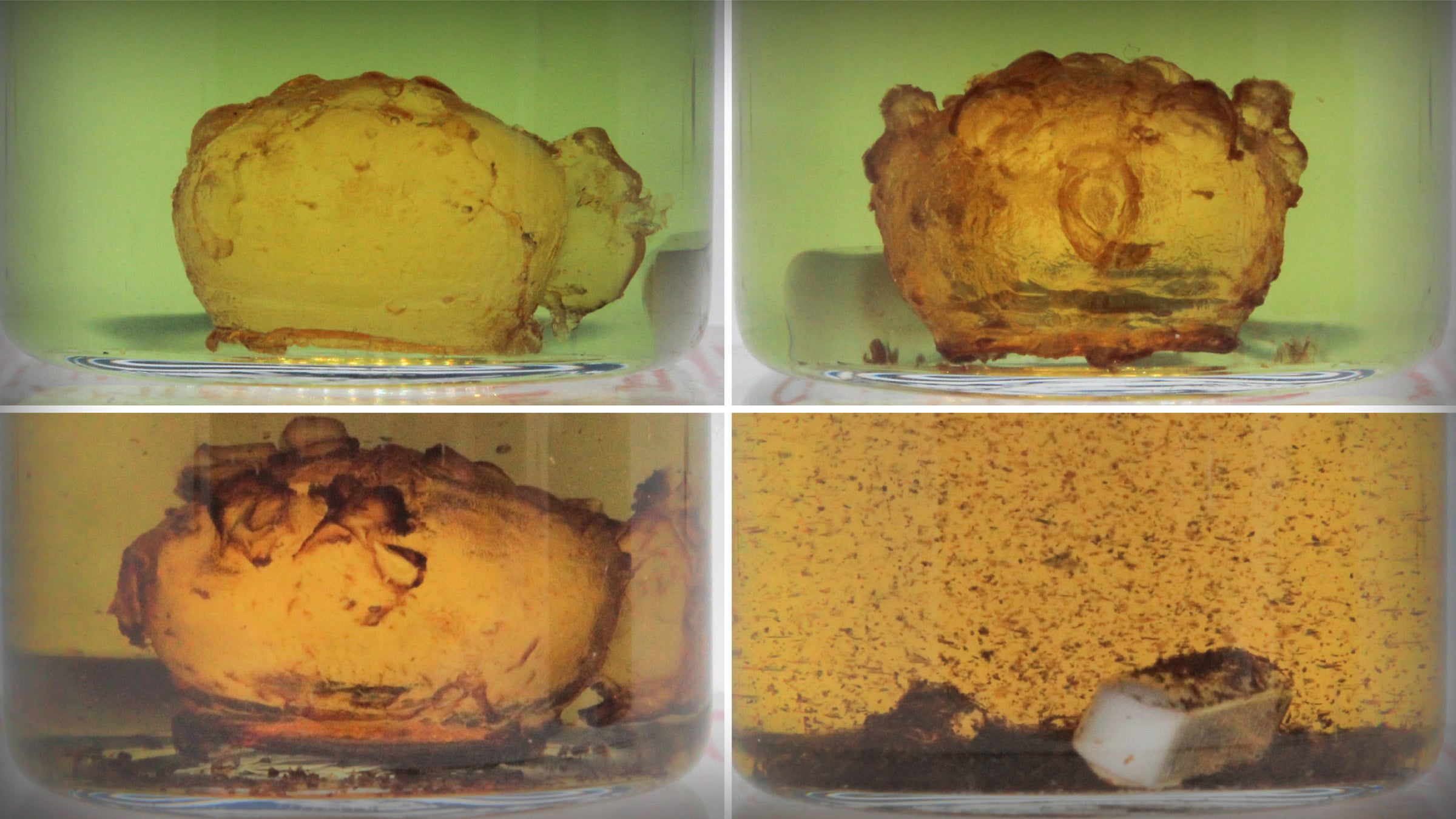 Four photos in a grid showing the progression of a 3D printed pufferfish in a beaker of clear liquid. As the photos progress, the pufferfish dissolves into powder.