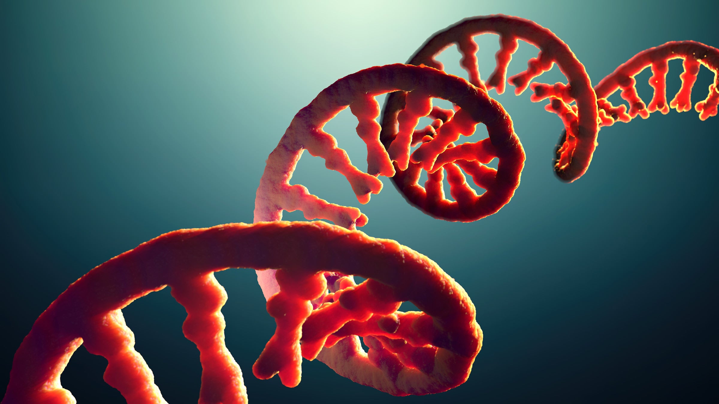 An illustration of a strand of RNA looks like a red, coiled ribbon with short spokes at regular intervals
