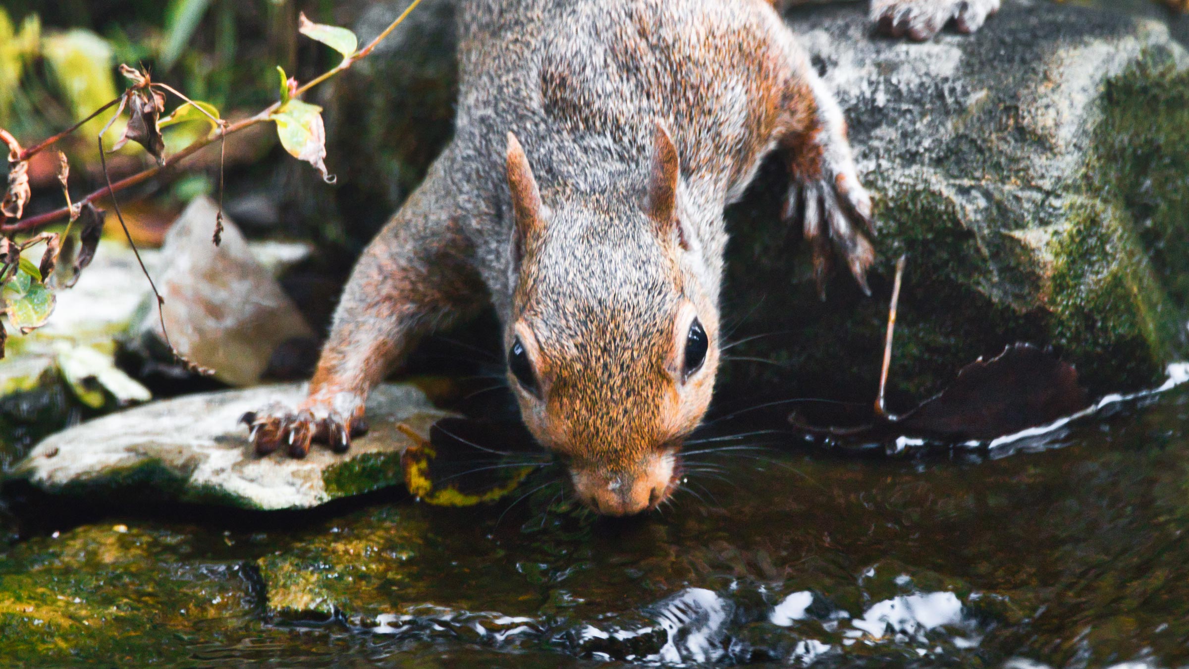 A squirrel leans over a natural pool of water to take a sip