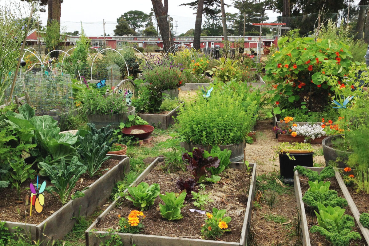 Urban Gardens Are Good for Ecosystems and Humans