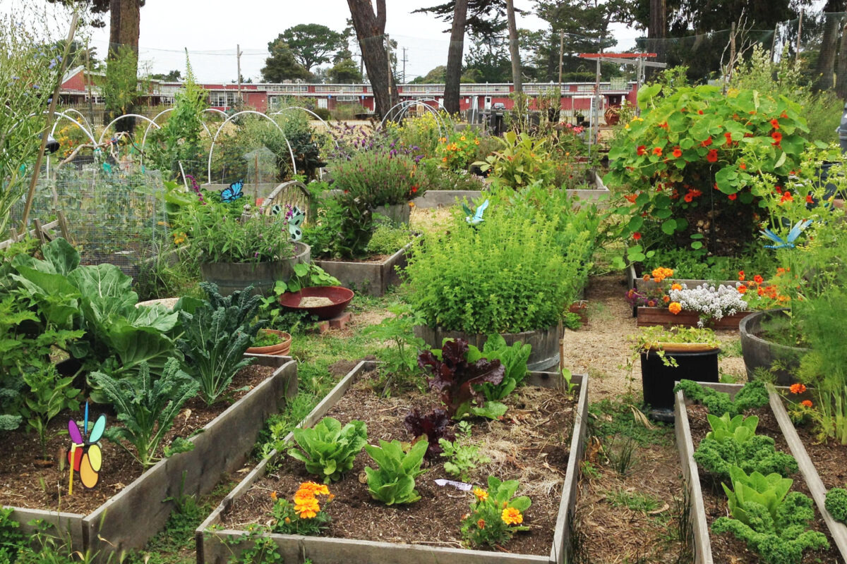 urban garden featuring plants and raised beds