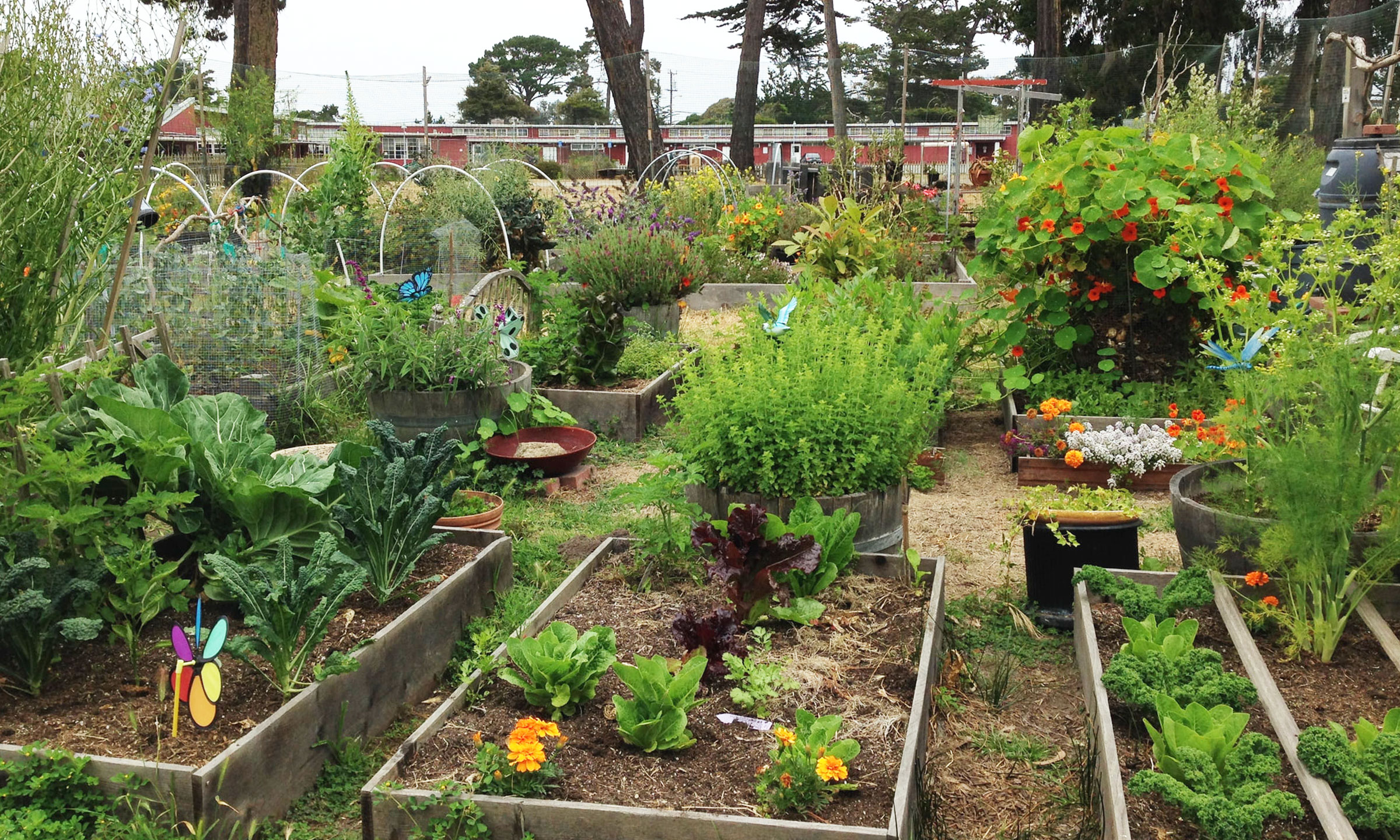 Raised garden beds in a community garden filled with plants.