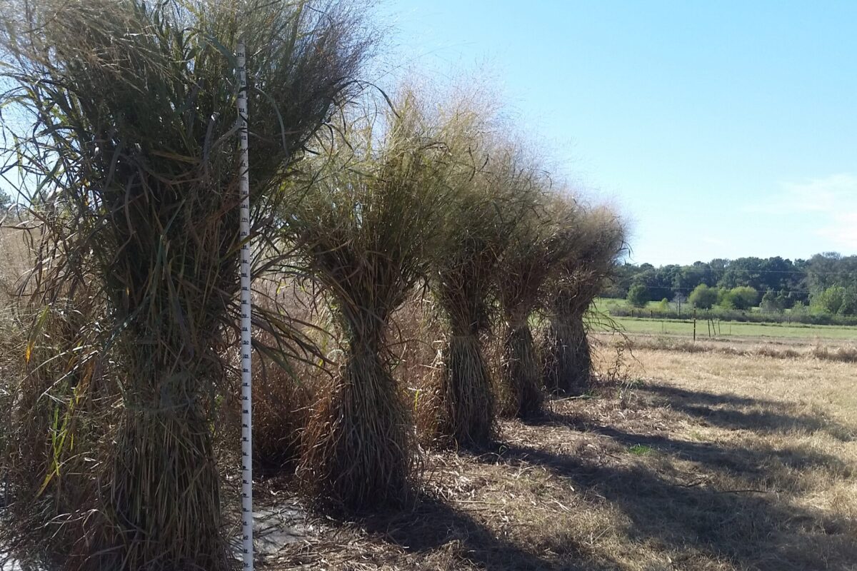 Image shows bundles of switchgrass in a field ready for harvest