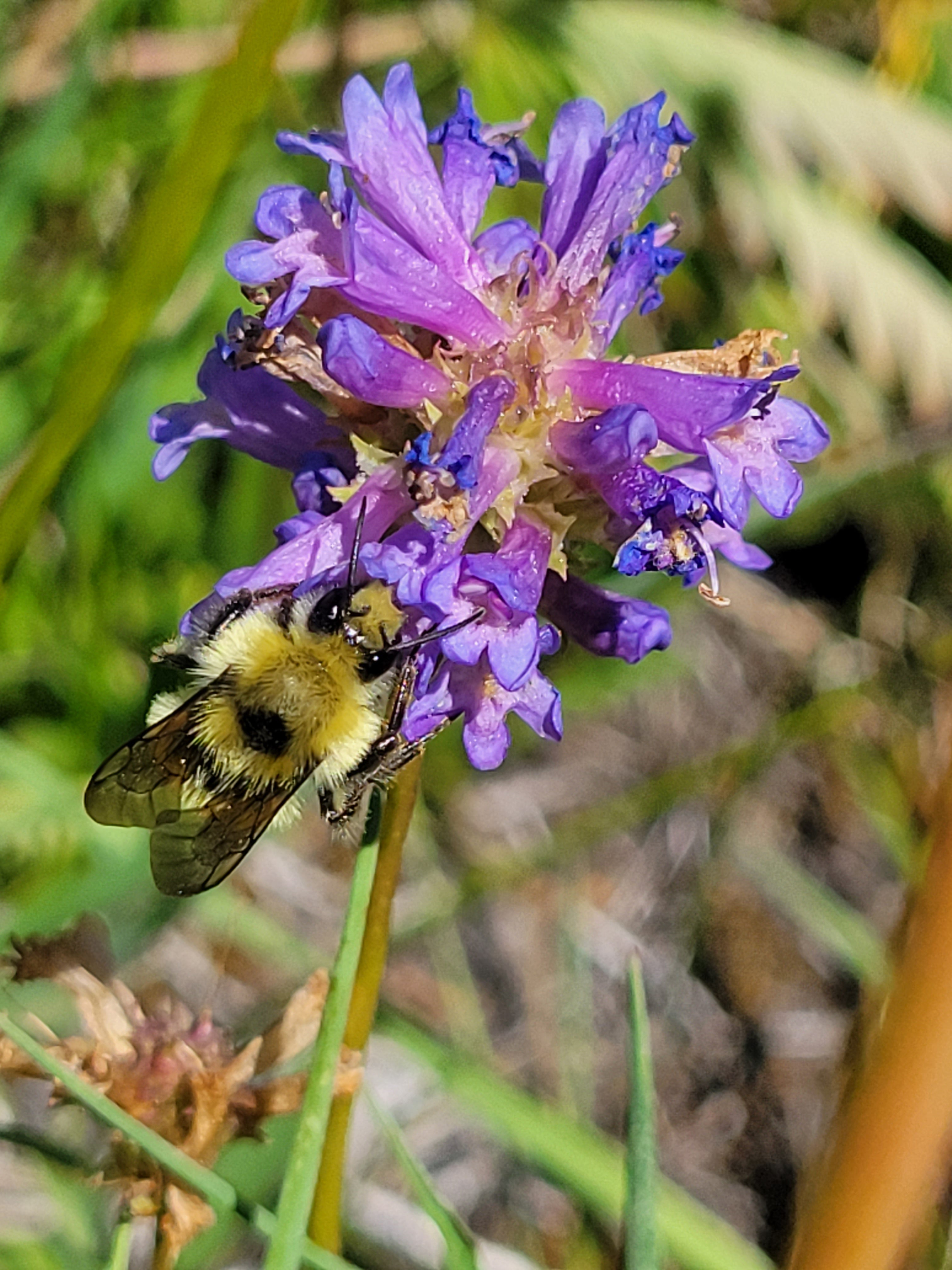 A bee sits on a flower