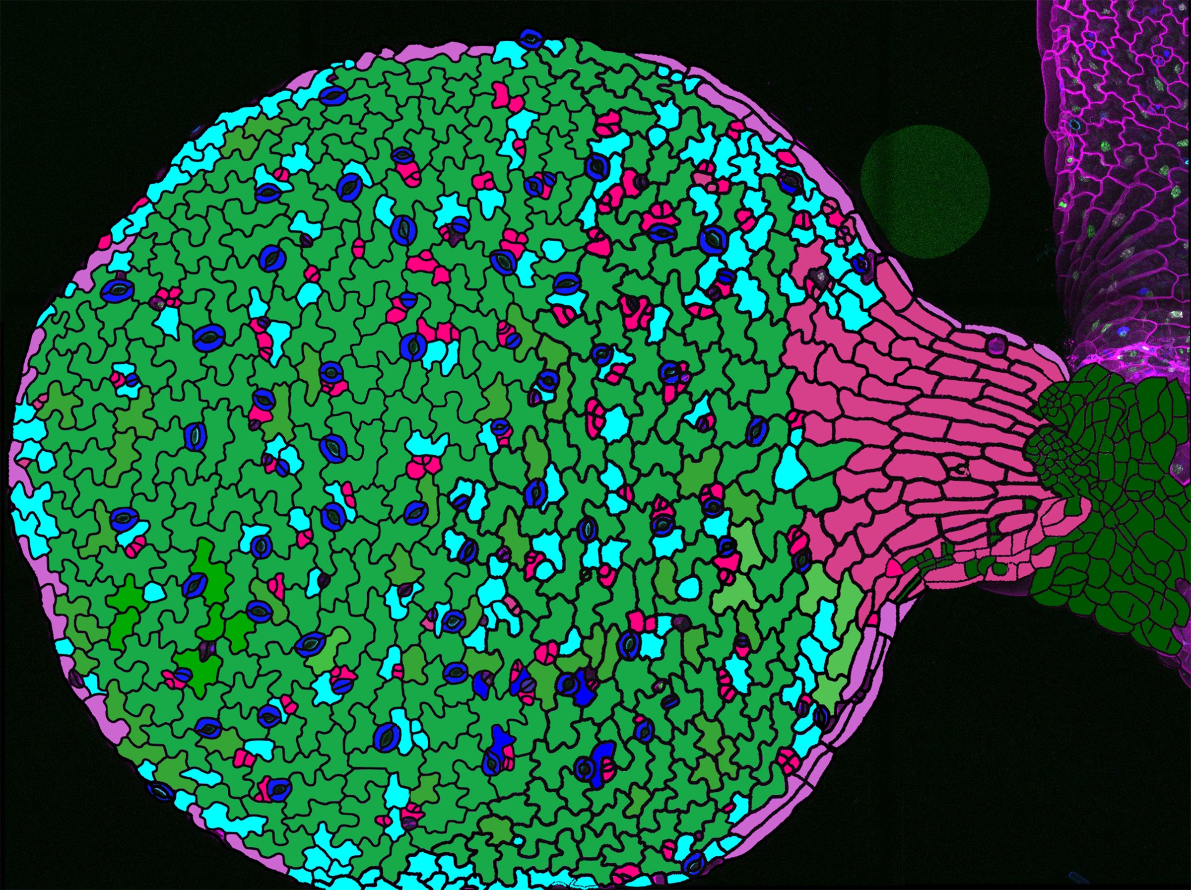A bulb-like structure is filled with pullze-looking pieces in green, red, pink and light blue. Fitted in between some of these puzzle pieces are small purple donut shapes.