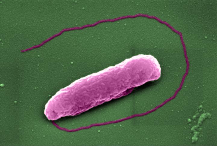 A pink bacterium with a long tail