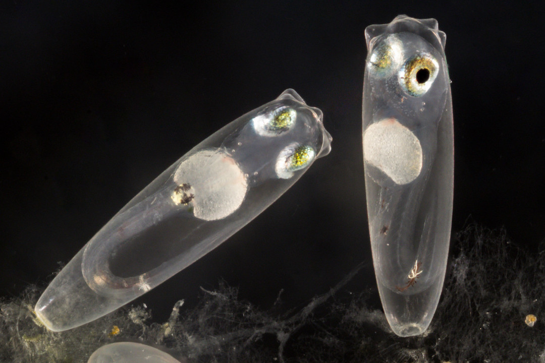 A pair of fish larvae newly hatched from eggs