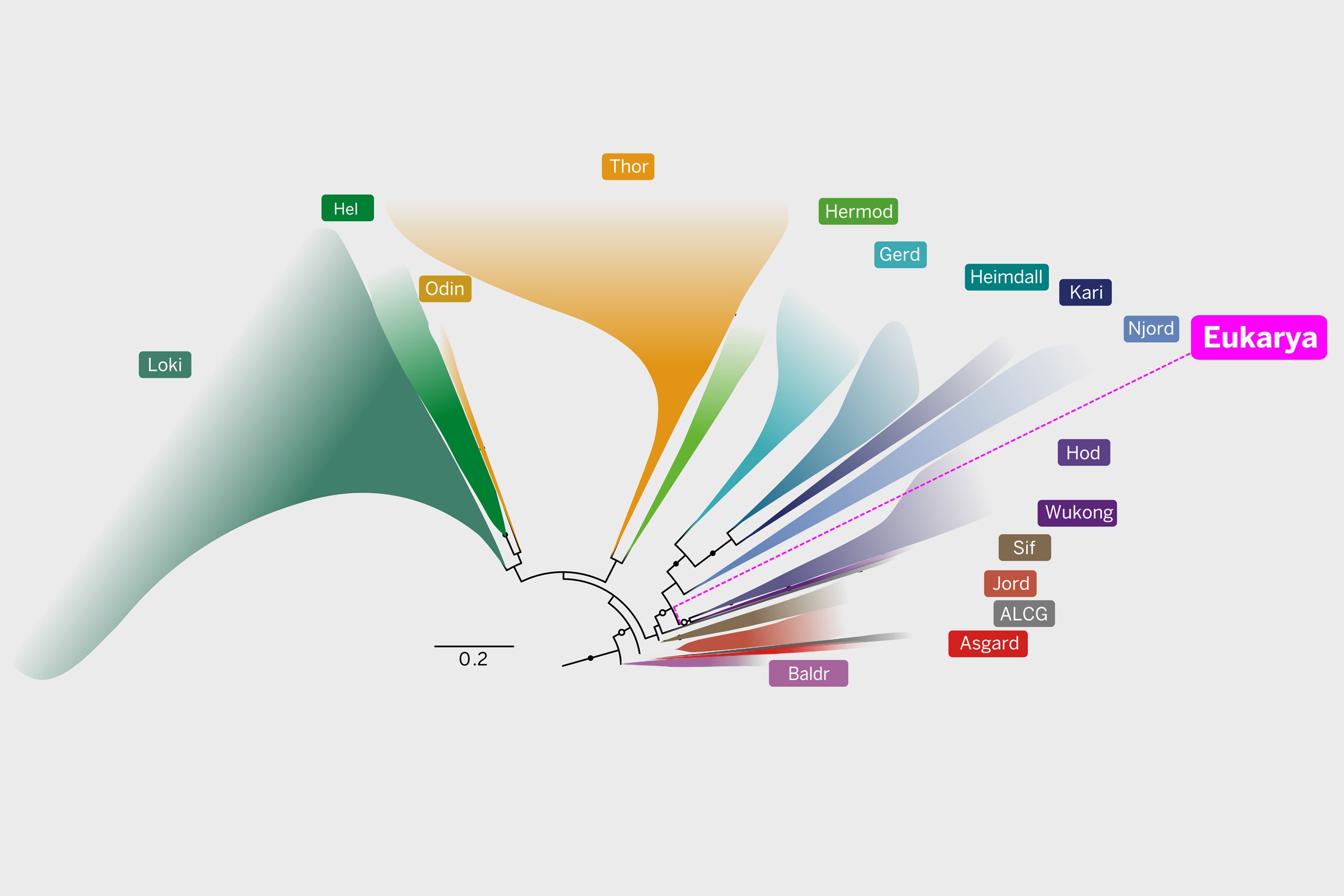 An evolutionary tree shows how eukaryotes are related to Asgard archaea