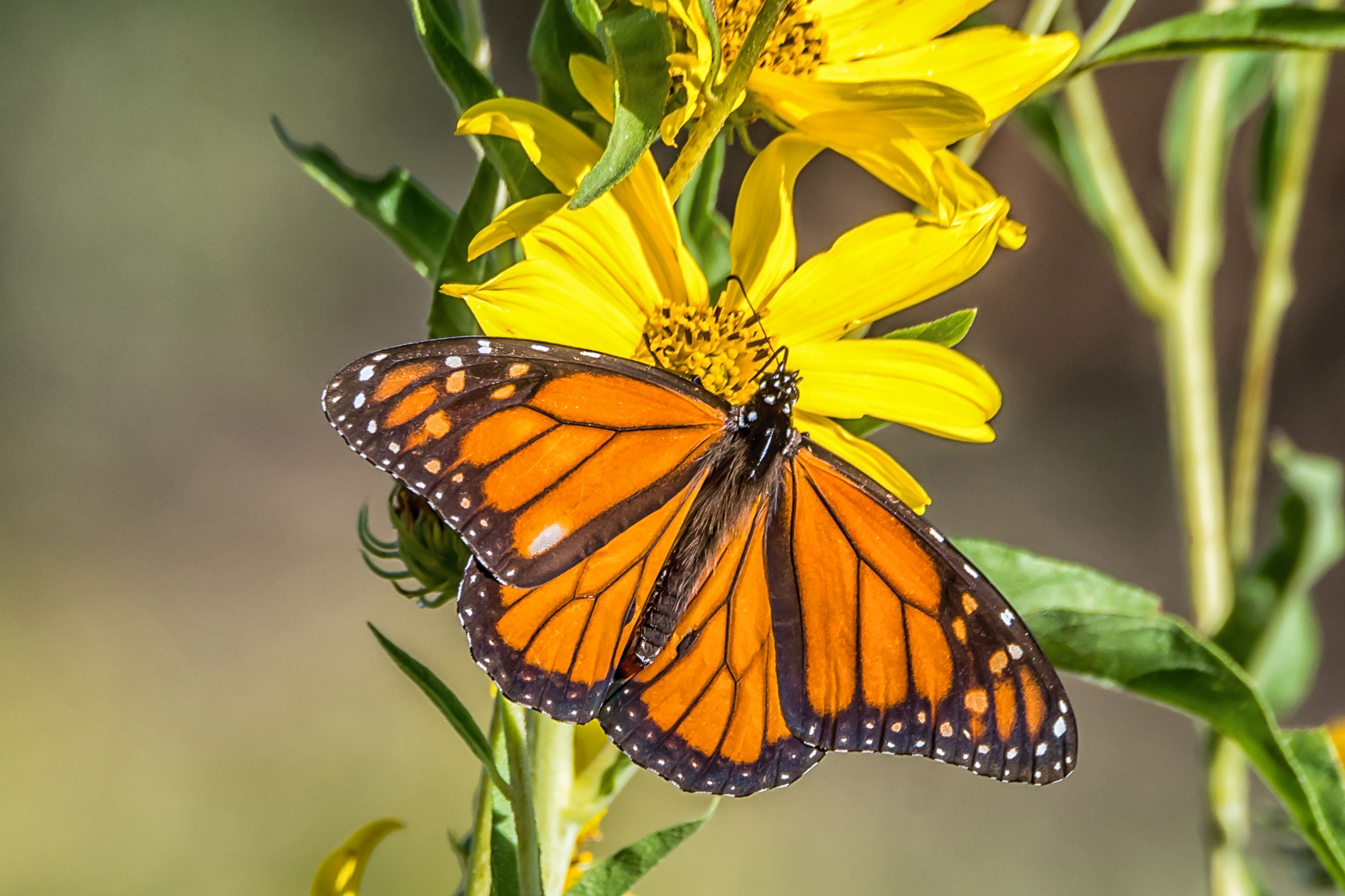 A photo of a monarch butterfly on a yellow flower