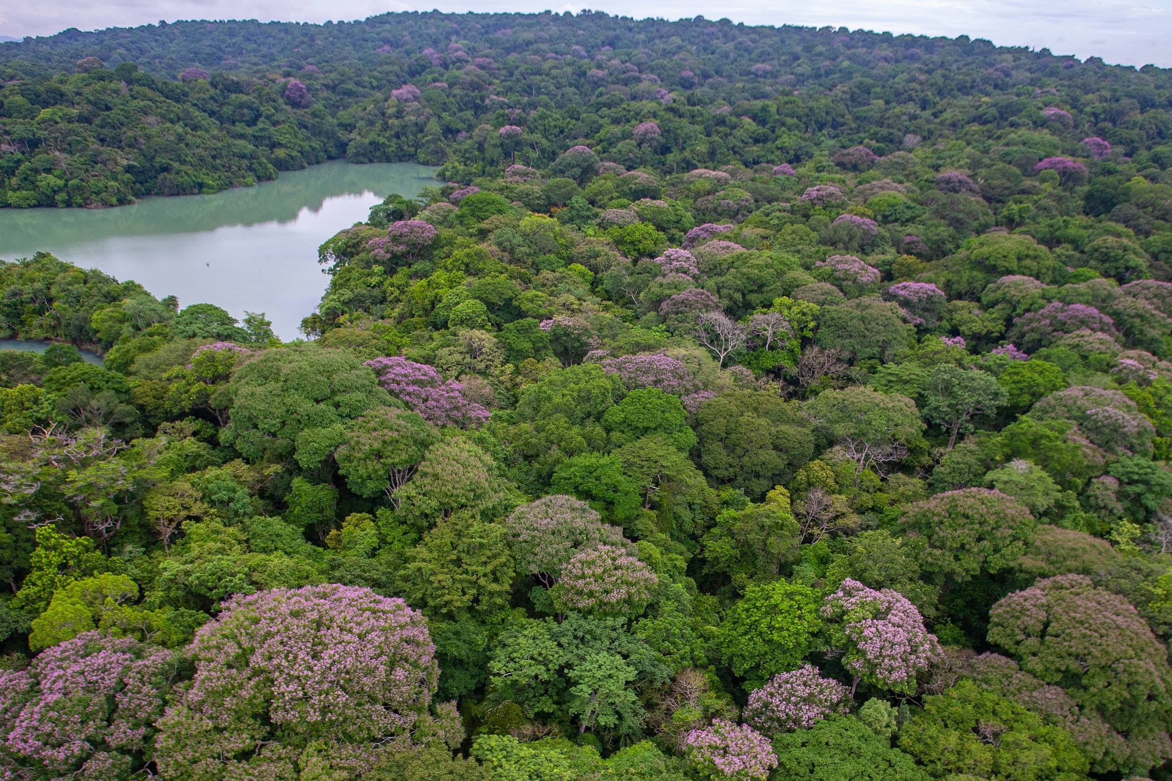 An aerial shot of a forest shows species of trees clustered together near a river