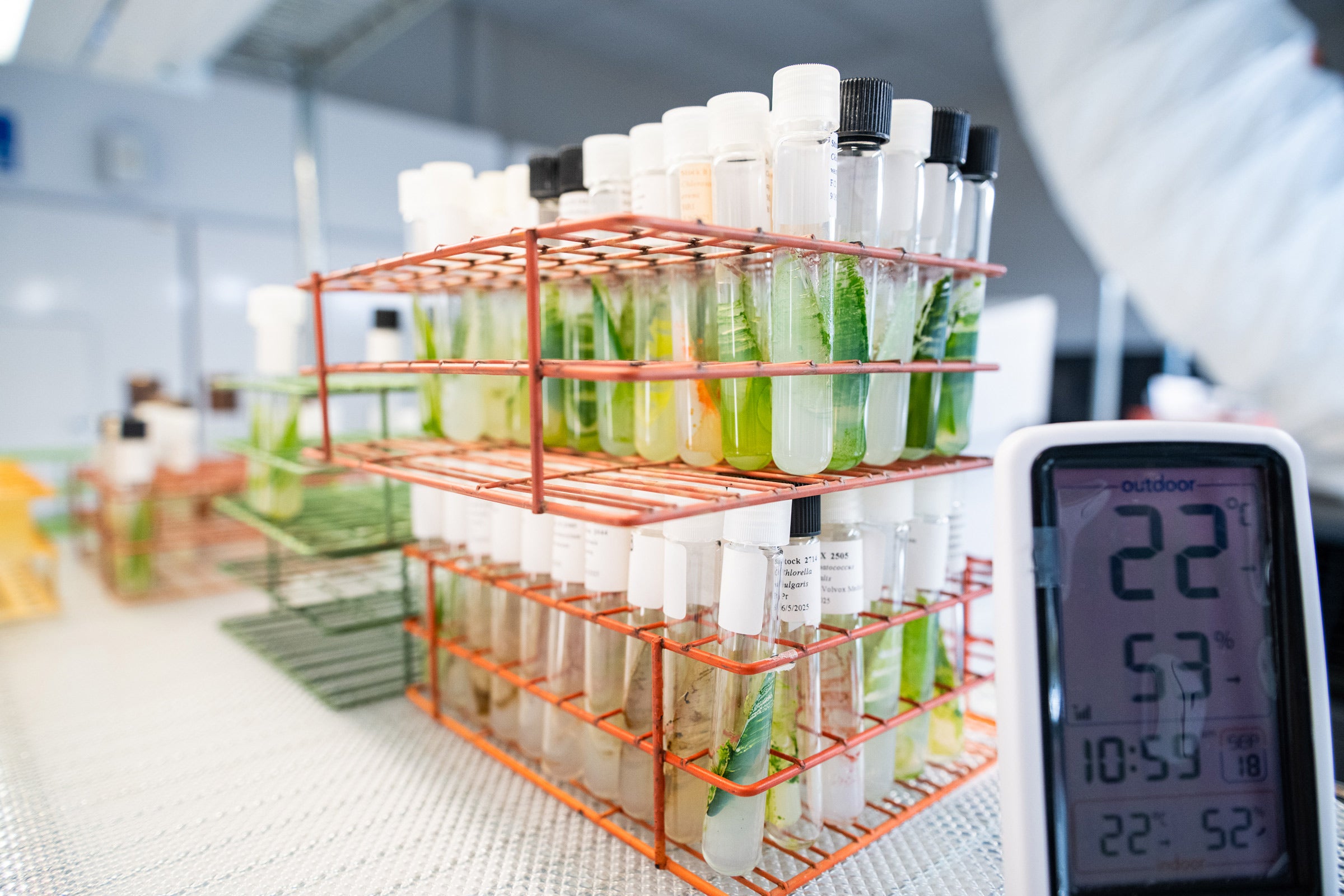 A rack of clear test tubes containinig clear liquid and green algae