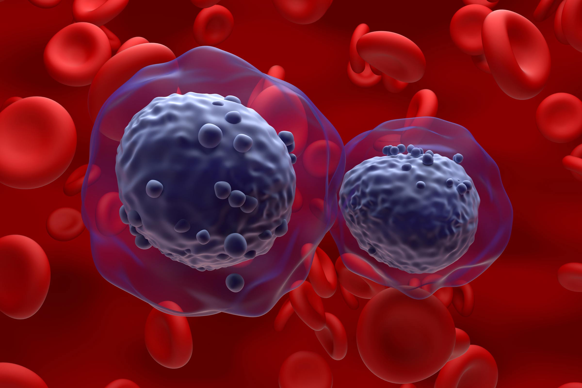 Two dark cancer cells surrounded by red blood cells