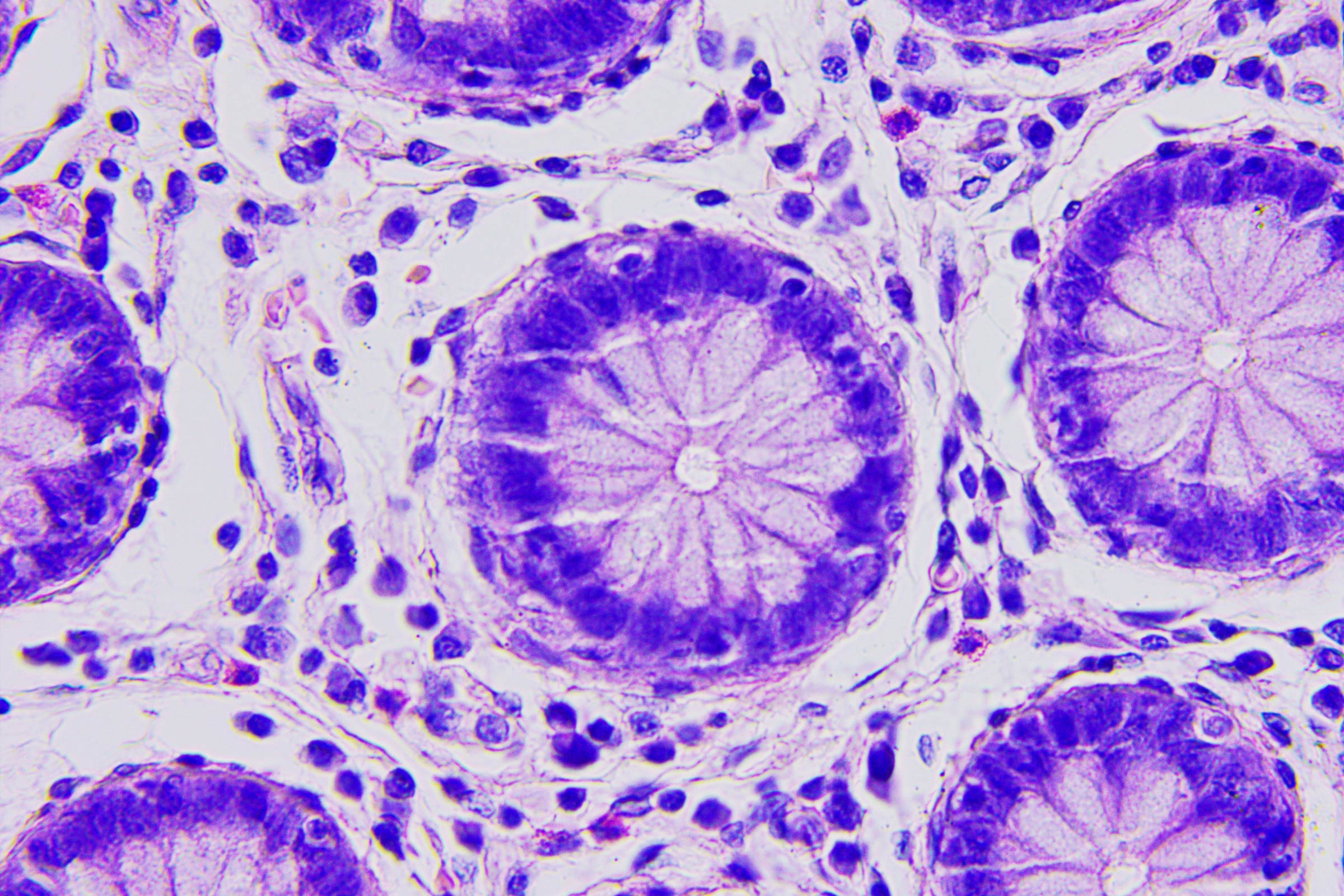 A microscope image of round cells that resemble lemon slices, but stained purple.