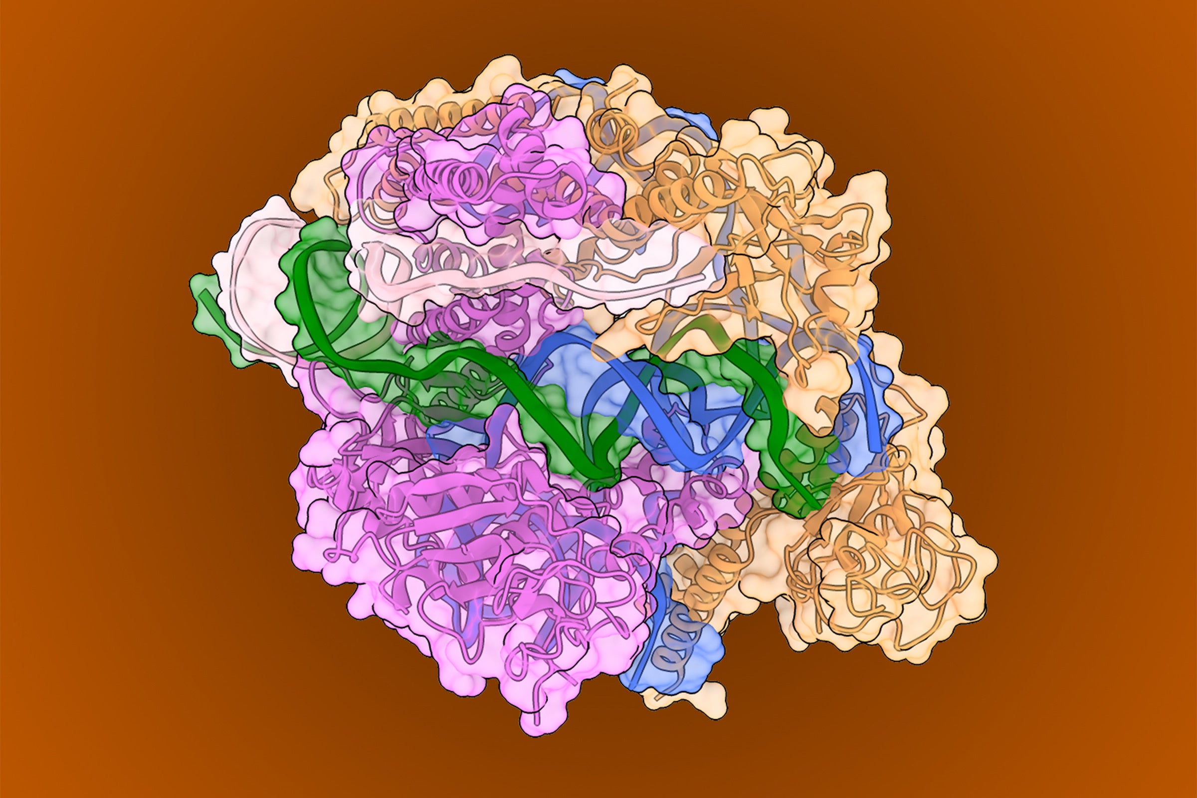 An illustration of a tangle of multicolored ribbons representing the structure of a protein