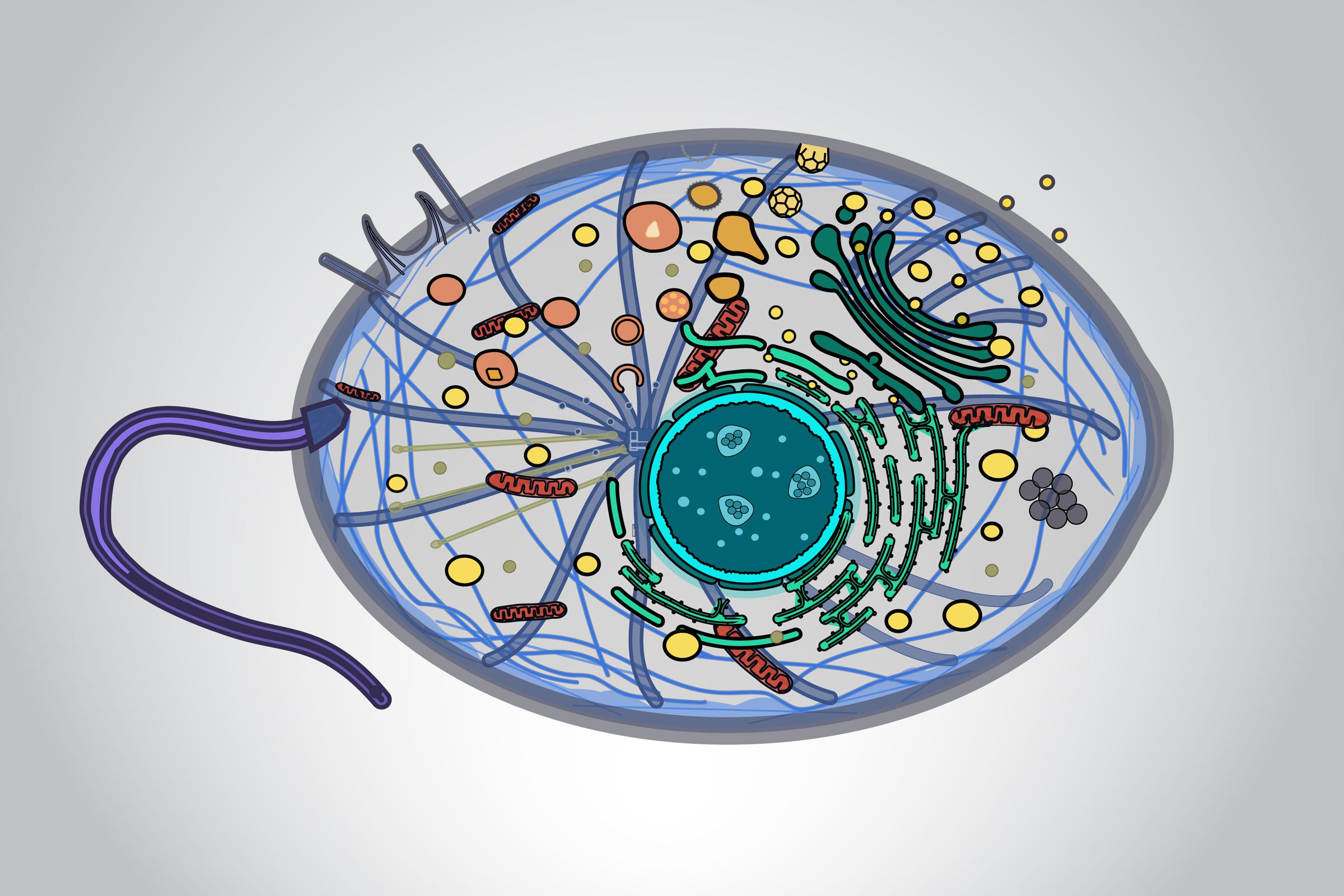 Cartoon of a microbe showing all its internal structures.