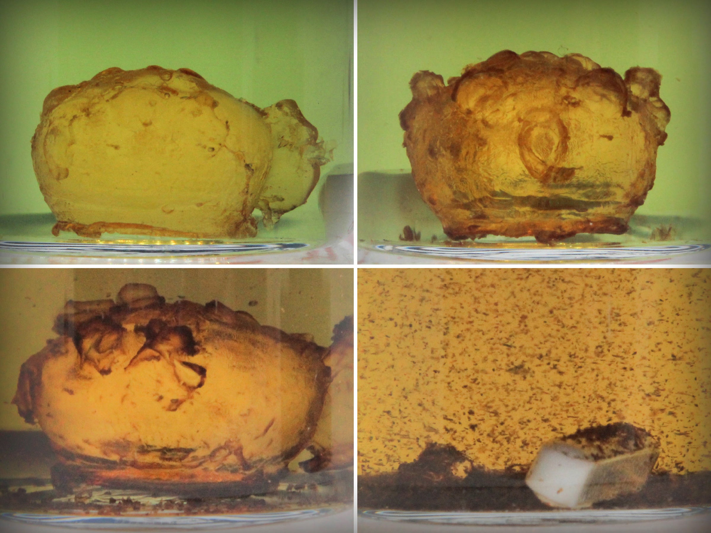 Four photos in a grid showing the progression of a 3D printed pufferfish in a beaker of clear liquid. As the photos progress, the pufferfish dissolves into powder.