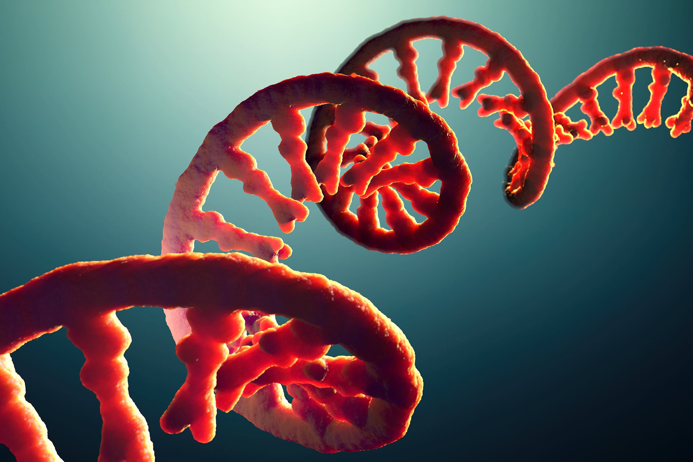 An illustration of a strand of RNA looks like a red, coiled ribbon with short spokes at regular intervals