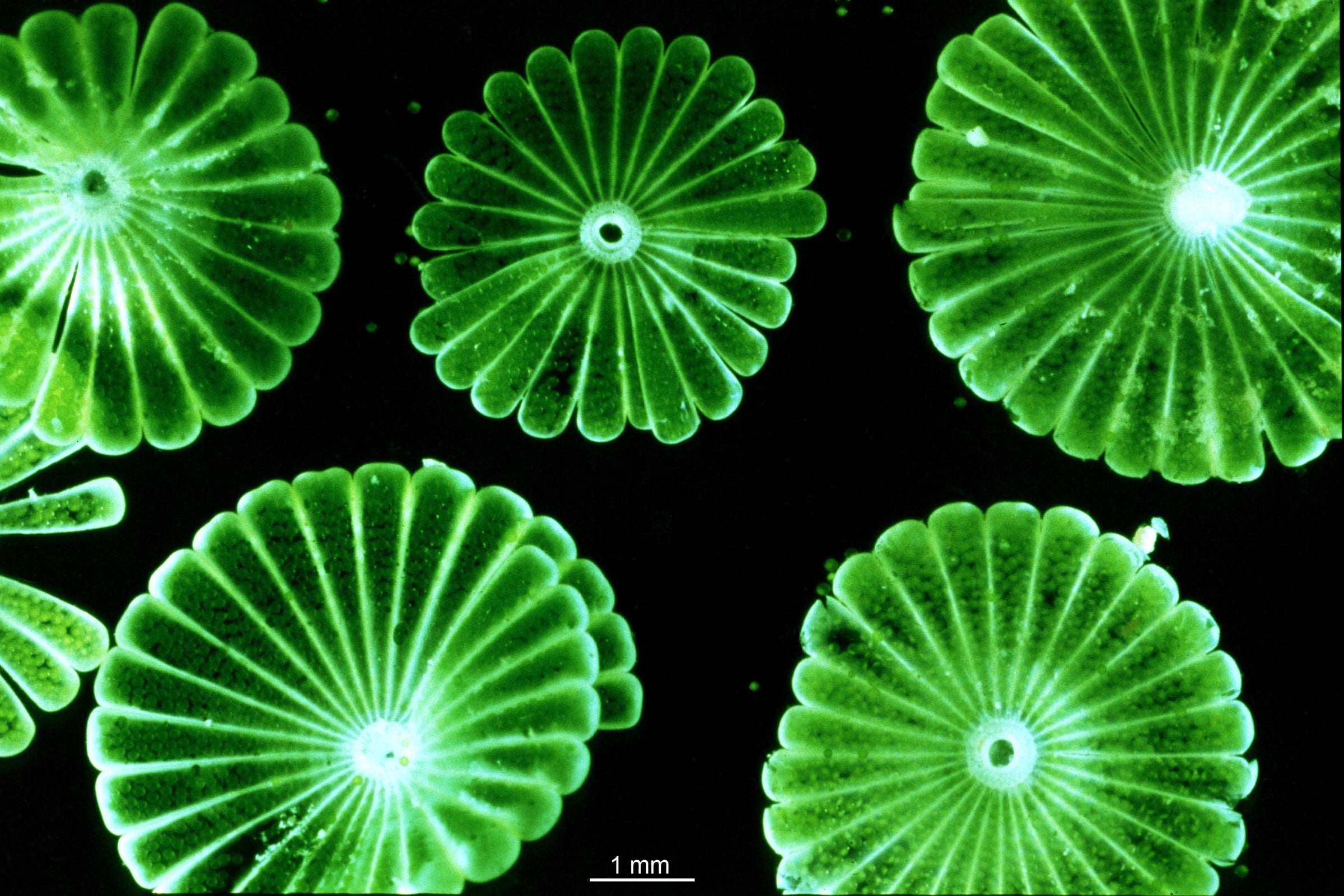 Green flower-like shapes on a black background