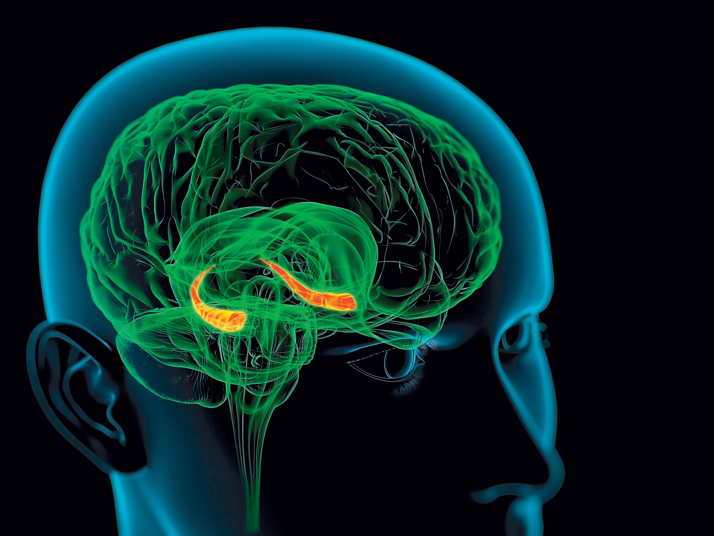 3-D rendering of a brain and highlighted hippocampus region