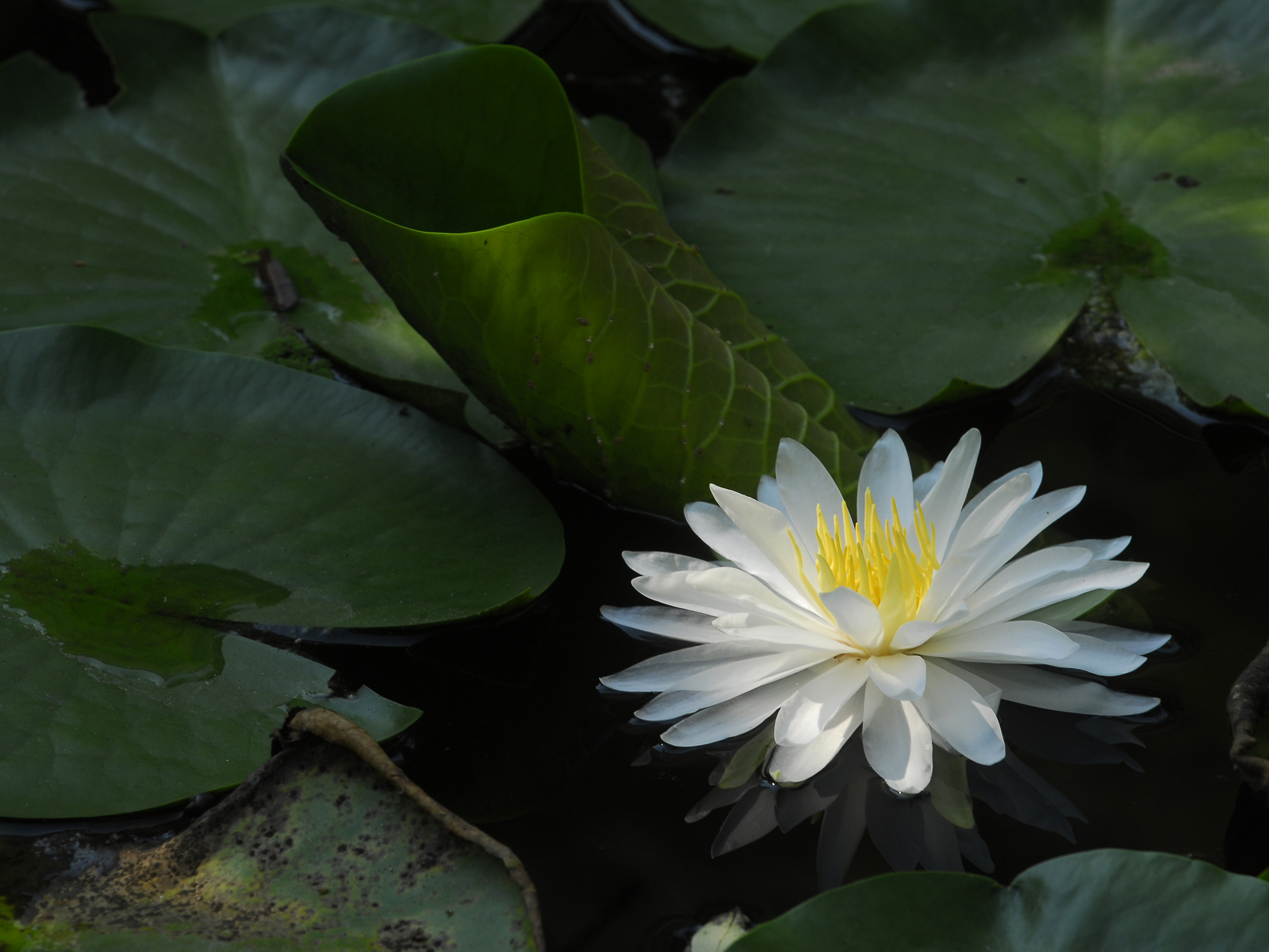 Photo of water lily in the UT turtle pond