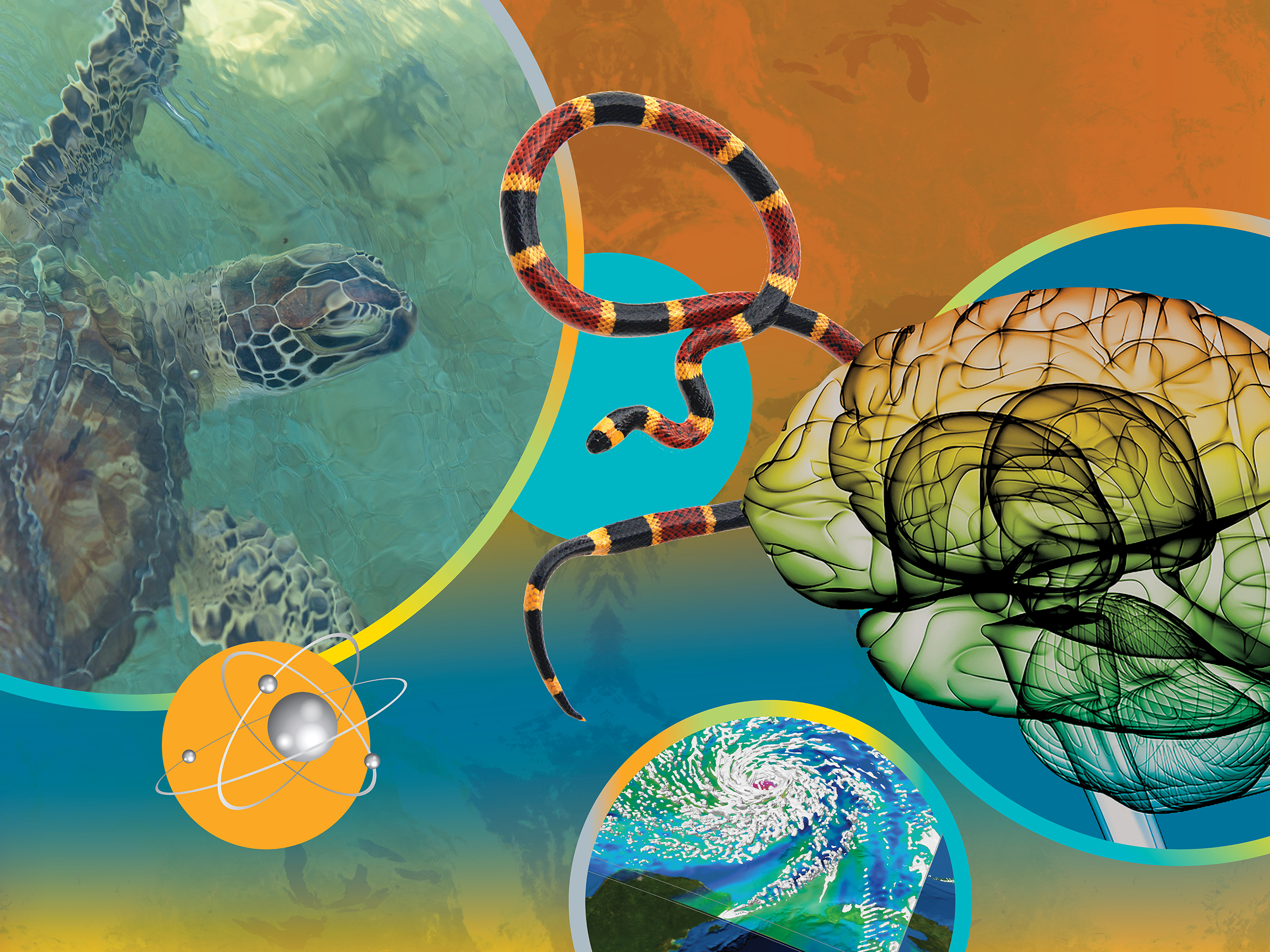 Collage with images of sea turtles, atmospheric data, a 3-D rendering of a brain, a snake and an atom