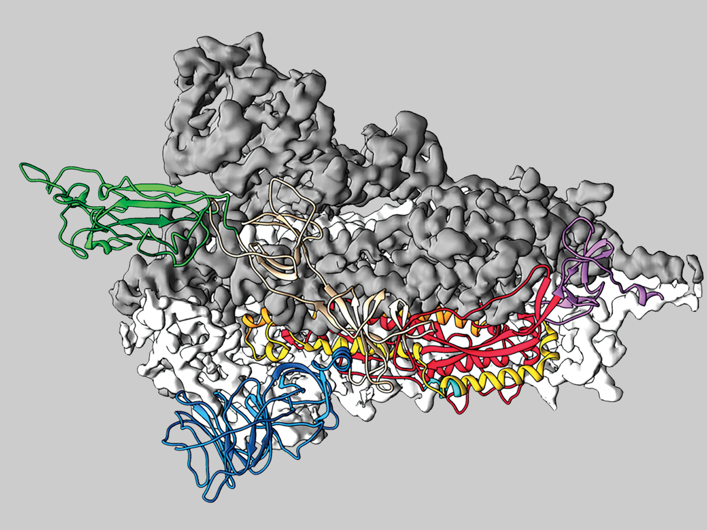 3-D model of SARS-CoV-2 spike protein