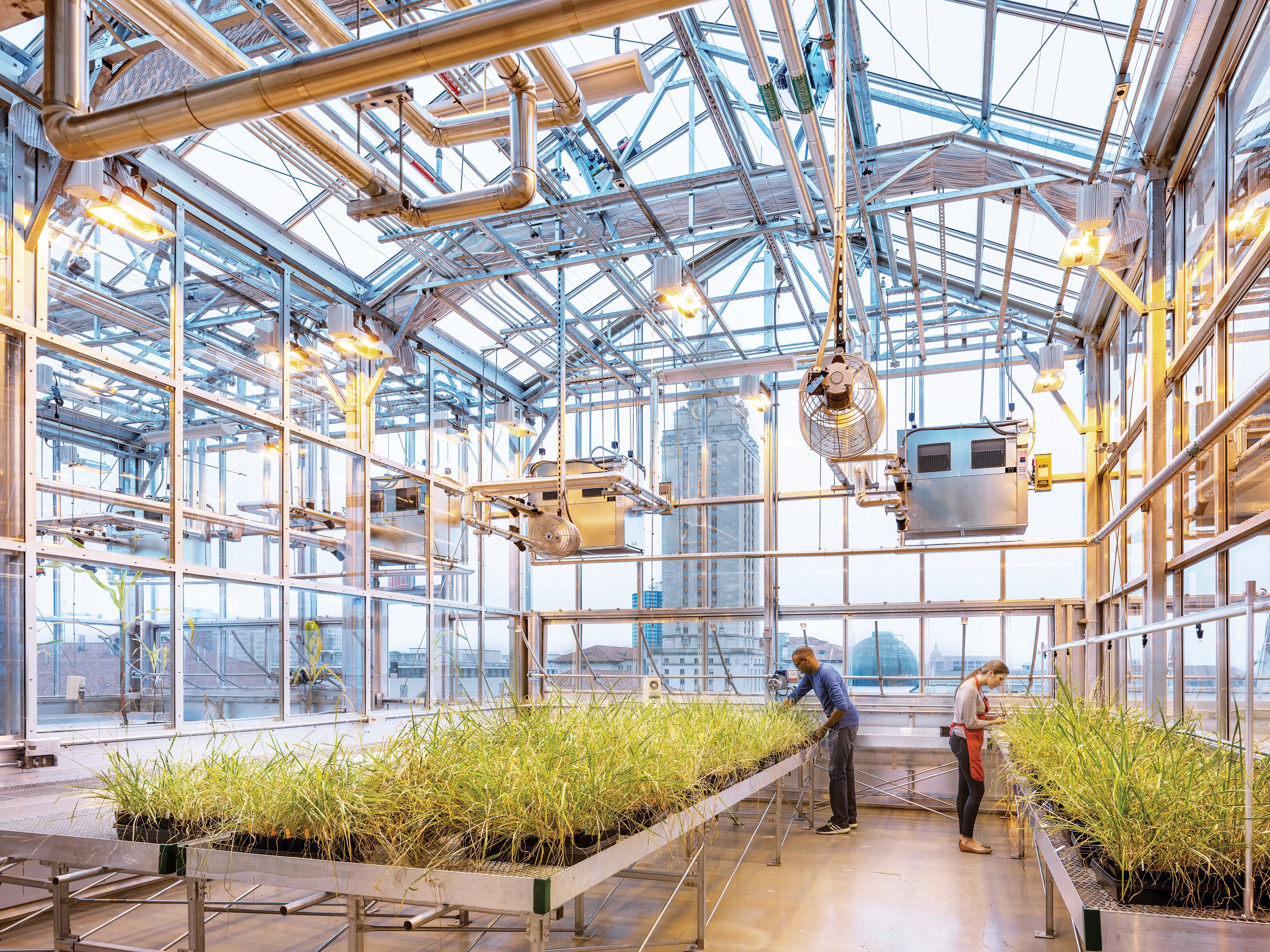 Students tending to plants in a large greenhouse located on the rooftop of the Norman Hackerman Building. The UT Tower is visible in the background.