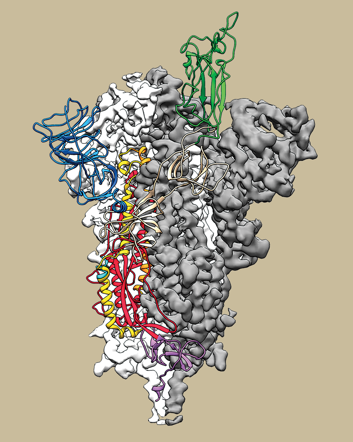 3-D rendering of a spike protein from the McLellan Lab