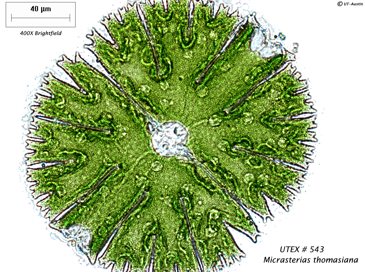 Micrasterias thomasiana. Image credit: UTEX Culture Collection of Algae/Ann Clemens