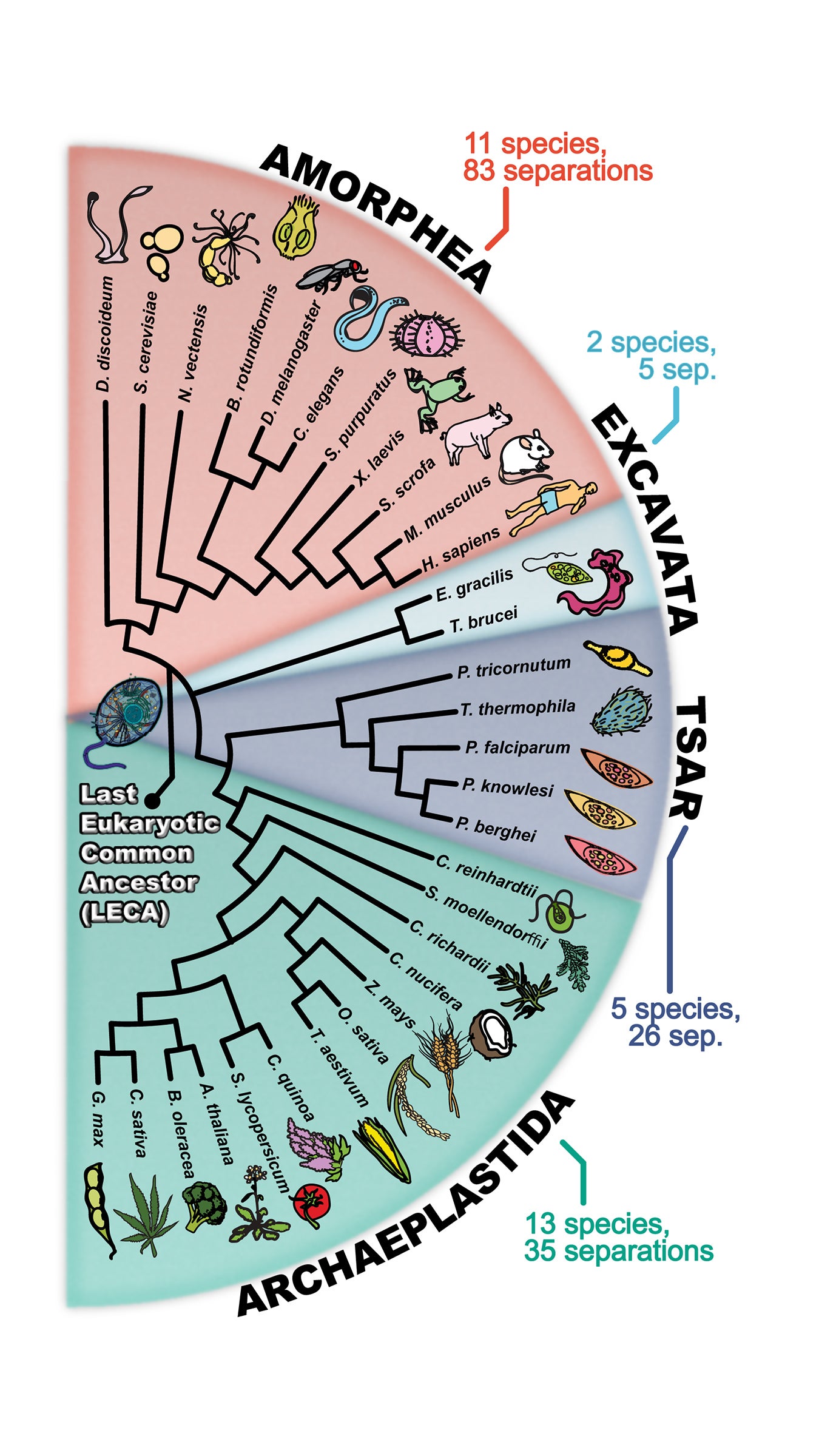 A tree of life showing dozens of cartoon species of plants, animals and microbes all pointing back to a single common ancestor microbe.