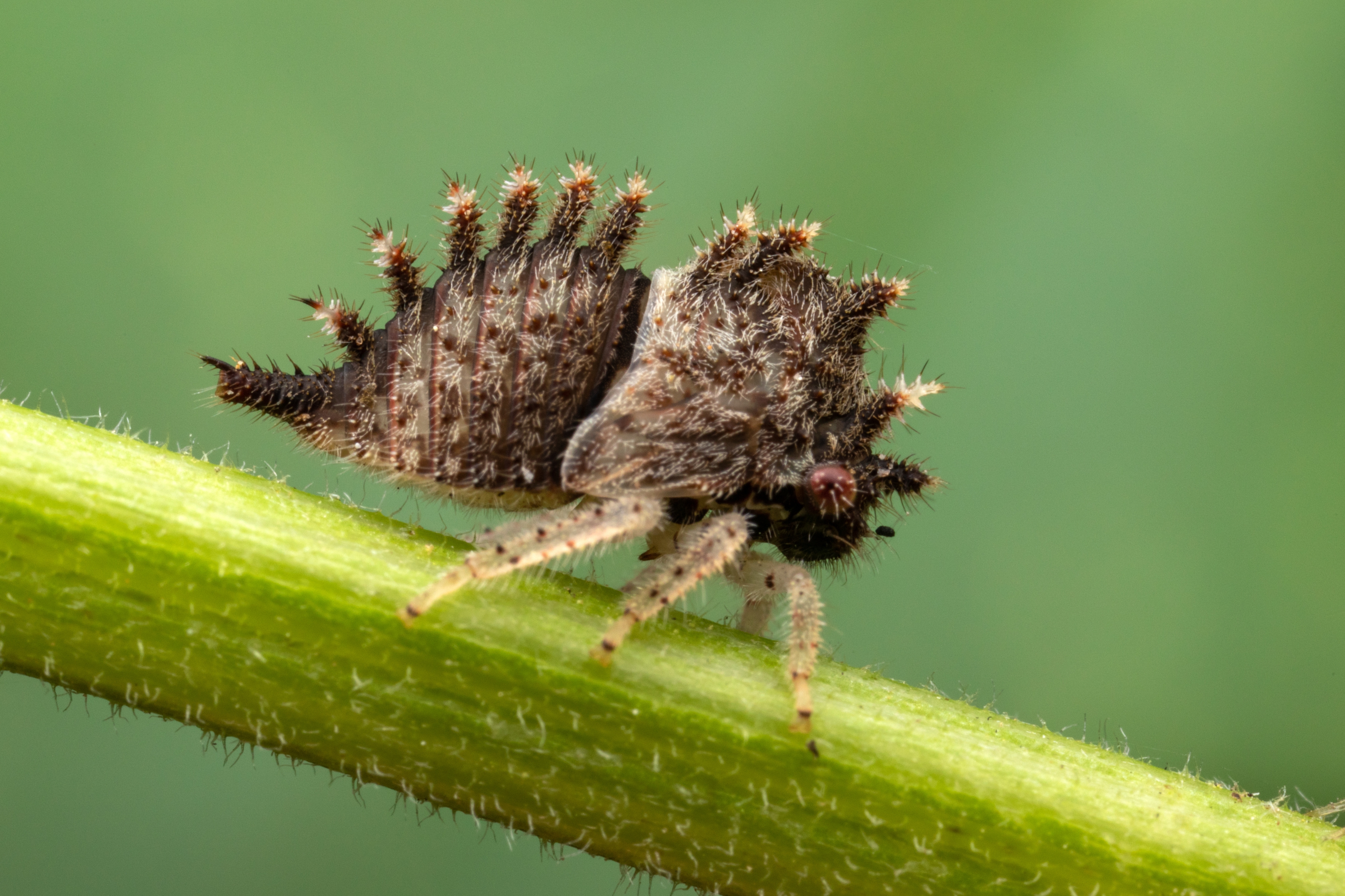 Insect in Membracidae family (typical treehoppers) by Alex Wild