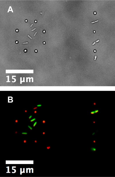 Here cells of two different species, Pseudomonas aeruginosa and Staphylococcus aureus, were both trapped and placed in mixed-species patterns. On the left a ring of S. aureus encircles a small cluster of P. aeruginosa and on the right is an alternating line of each species. 