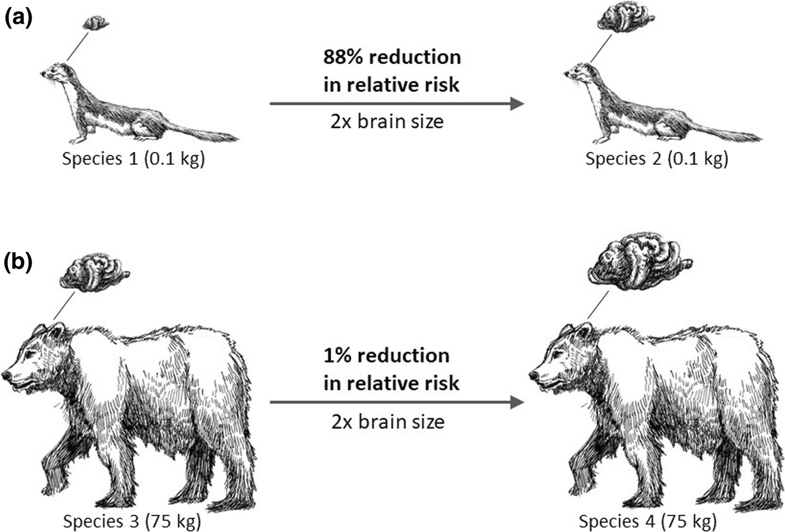 Diagram showing reduction risk in weasels and bears.
