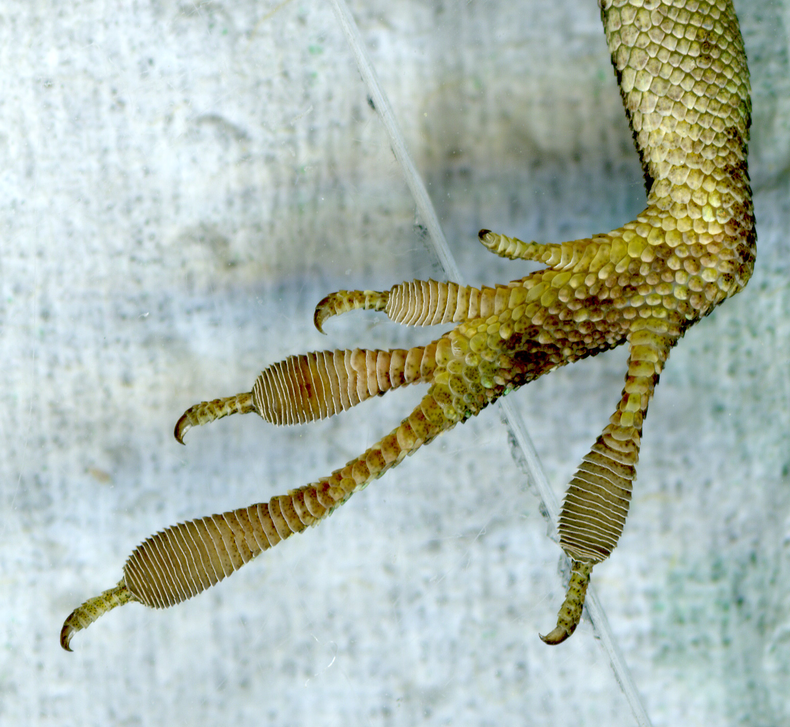 A lizard's foot