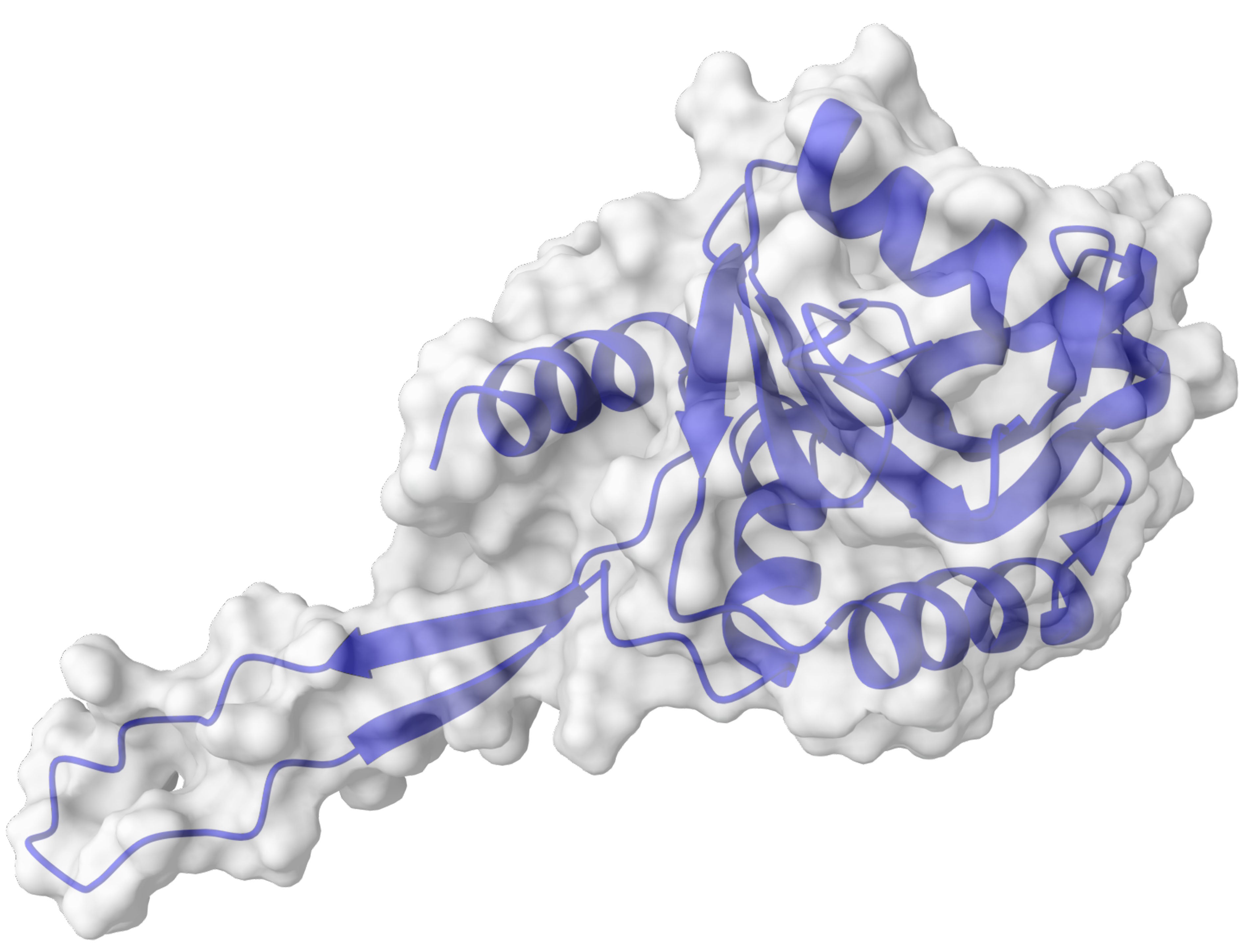 An illustration of a club-shaped protein that appears to be made of curly ribbons